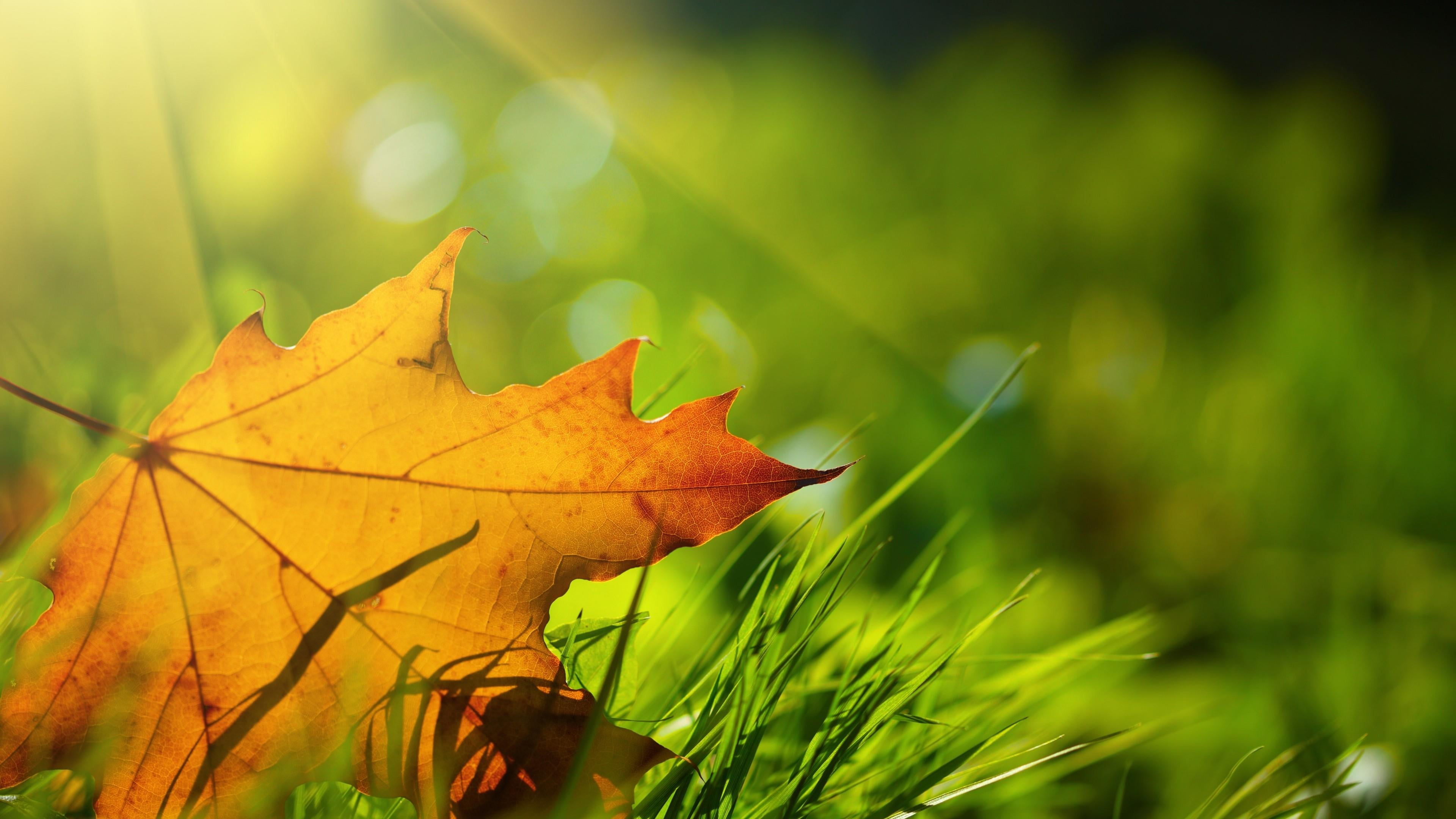 nature, natural condition, yellow, autumn collection, leaf vein, outdoors, close up, autumn, sunlight, leaves, grass, beauty in nature, day, no people, HD Wallpaper