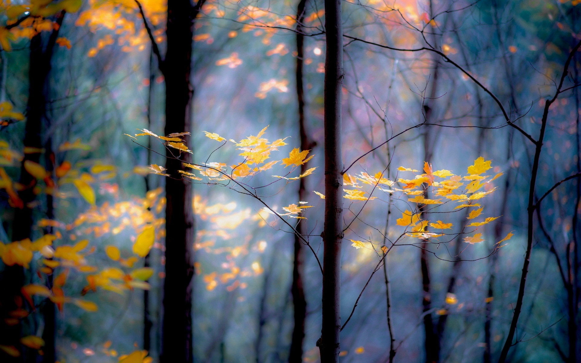 1080P, Twigs, Yellow, Autumn, Trees, Forest, Leaves, HD Wallpaper