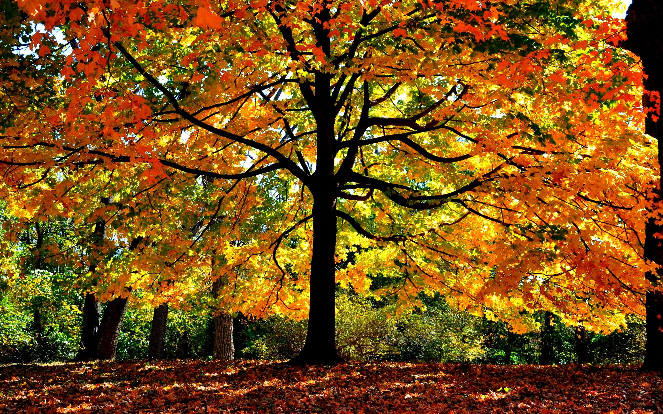 Branches, Yellow, Trees, Sunlight, Autumn, Leaves, Forest, 2K, HD Wallpaper