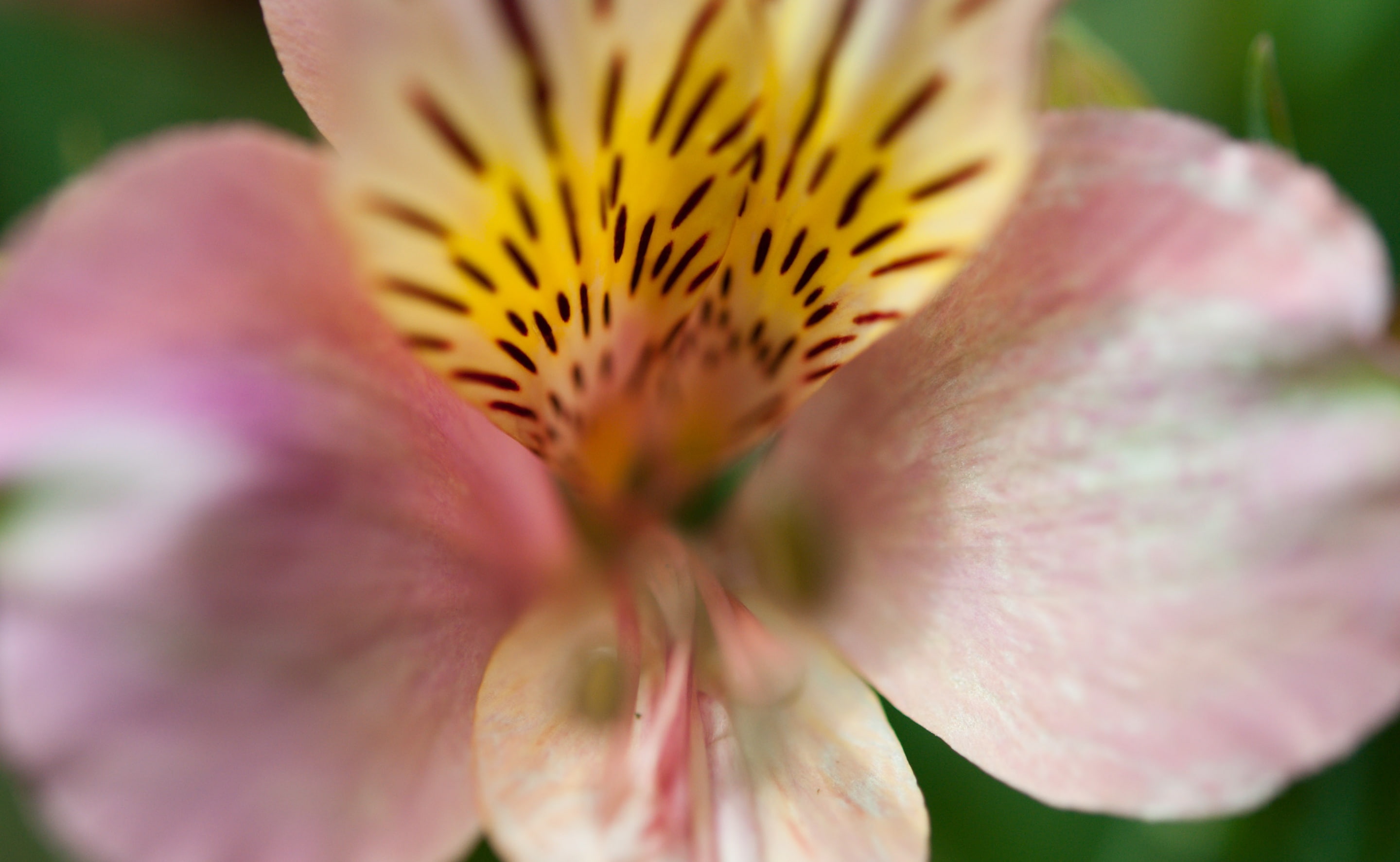 vulnerability, growth, alstroemeria, Park, shinjuku2chome, stamen, flower head, shinjukuku, yellow, soft focus, Nature, Flower, close-up, freshness, Japan, HD Wallpaper