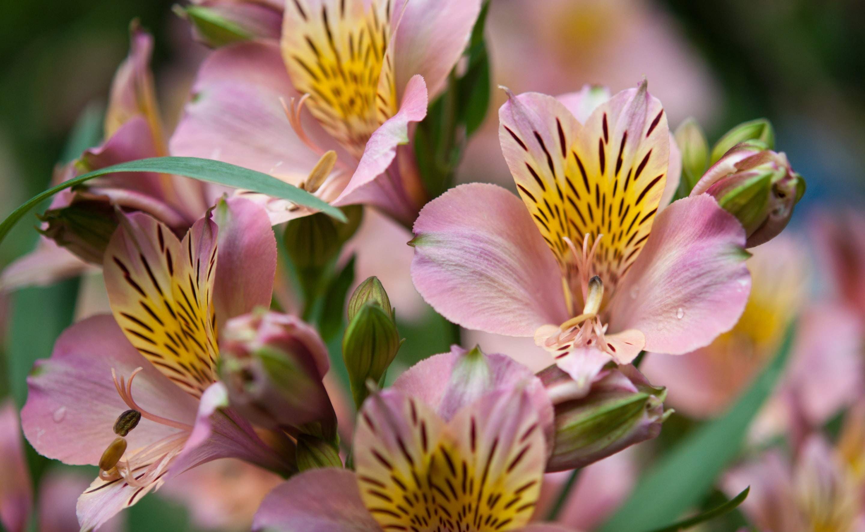Park, bokeh, beauty in nature, Garden, alstroemeria, lily, purple, Flowers, close-up, gyoen, Nature, shinjyukugyoen, lily of the Incas, Pink, brossom, Tokyo, HD Wallpaper