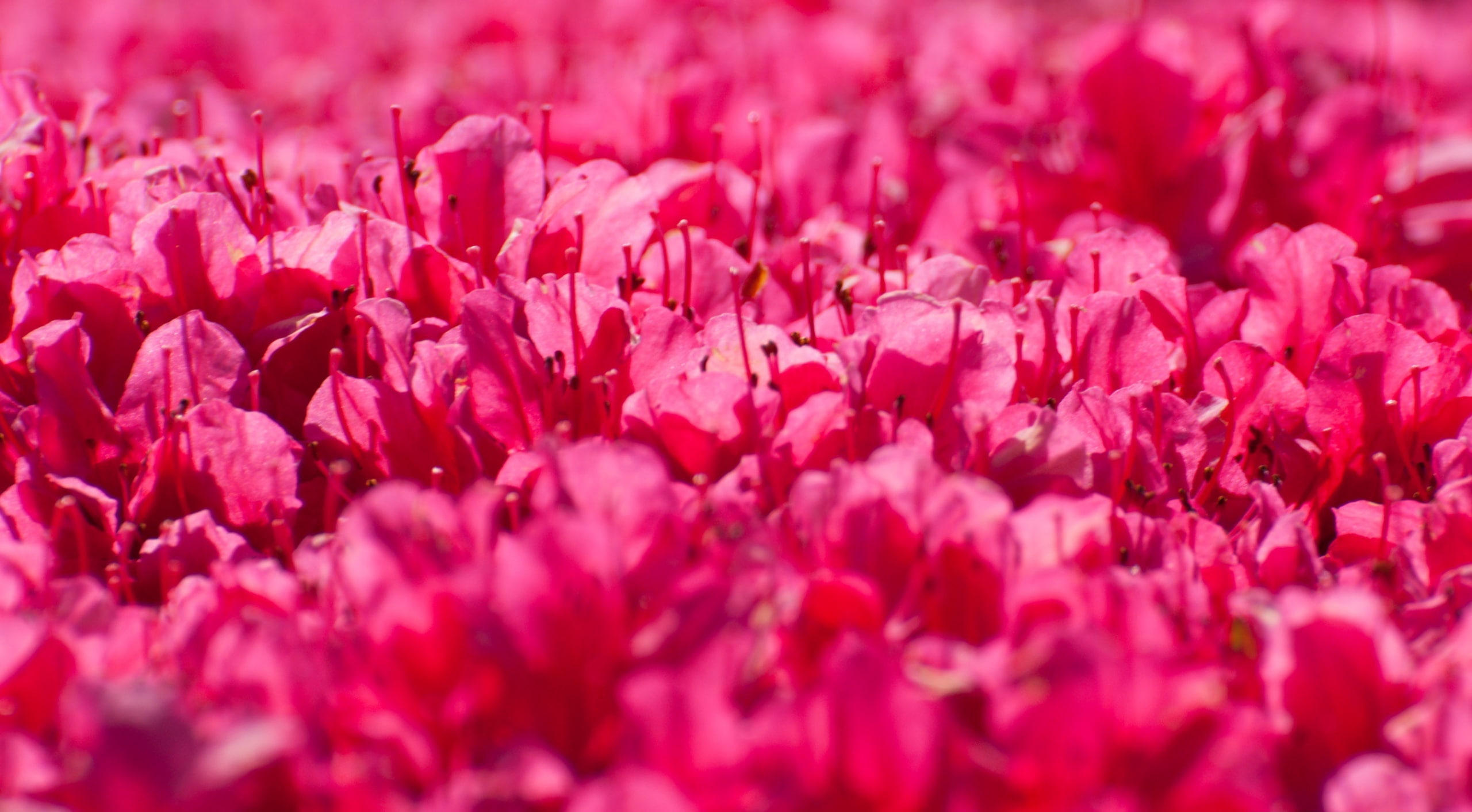 Pink, flowering plant, shibuyaku, Landscape, fragility, Japan, no people, Blossom, freshness, flowerbed, Nature, plant, full frame, shinjyuku, inflorescence, HD Wallpaper