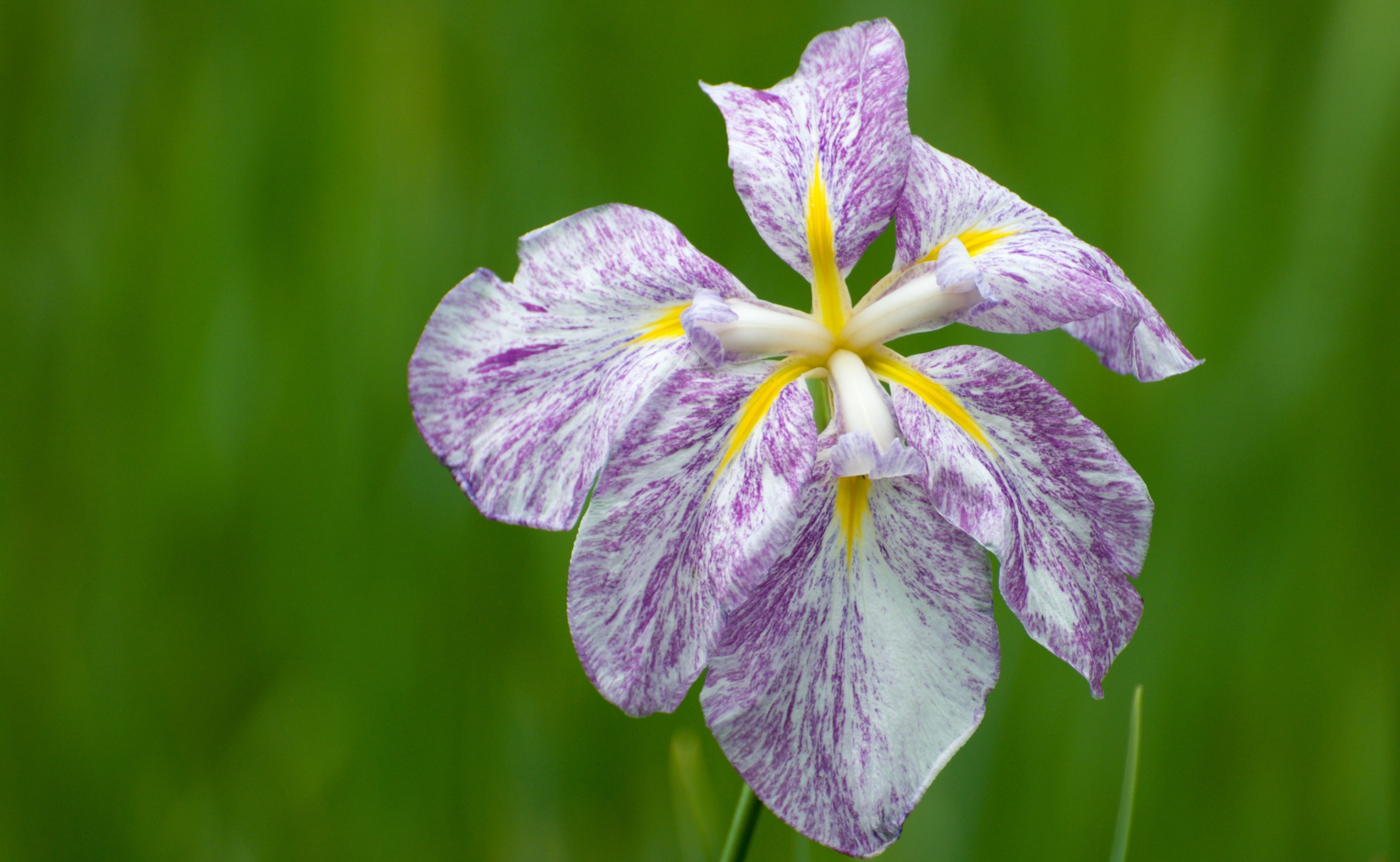 flowering plant, outdoors, Tokio, Garden, bokeh, Japanese, close-up, koishikawakorakuen, vulnerability, Flower, pollen, Nature, japaneseiris, brossom, growth, HD Wallpaper