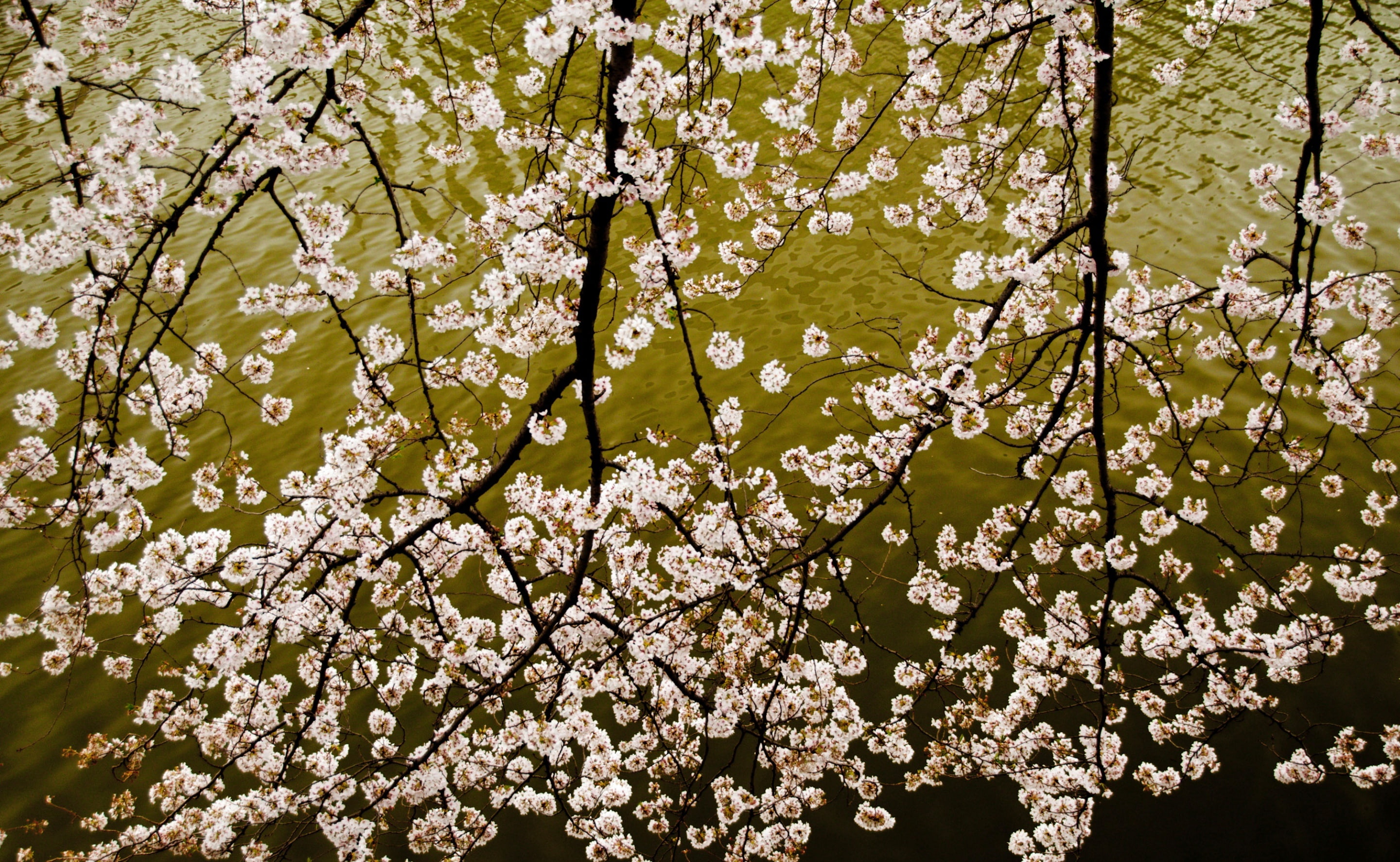 white color, Cherry, Flowers, Blossom, fujimi2chome, low angle view, 2K, Landscape, chiyodaku, beauty in nature, Nature, tree, fragility, day, flowering plant, HD Wallpaper
