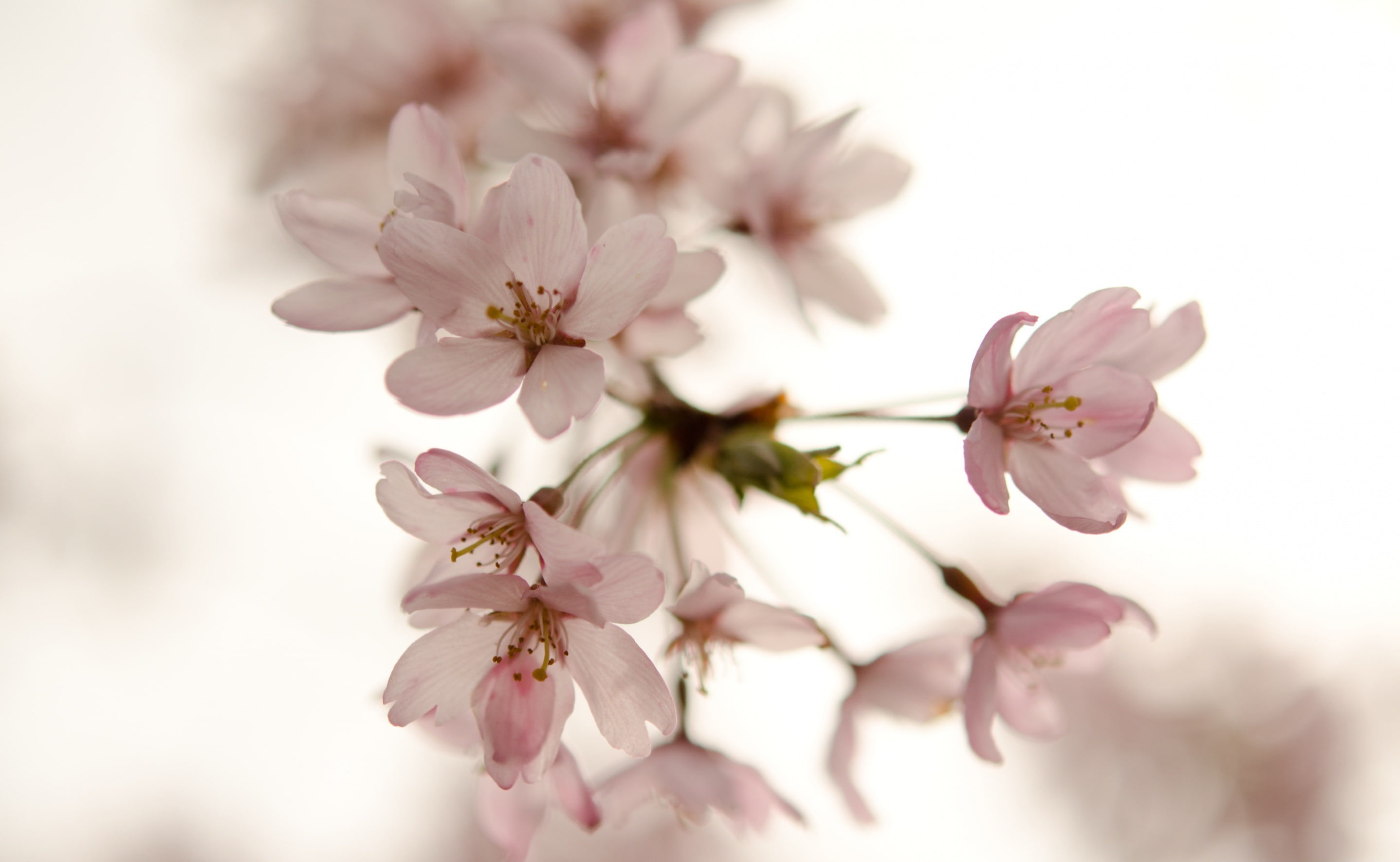 imperialpalace, growth, 2K, flowering plant, springtime, close-up, Tokyo, tokyoprefecture, tree, flower head, fragility, pollen, pink color, purity, freshness, HD Wallpaper
