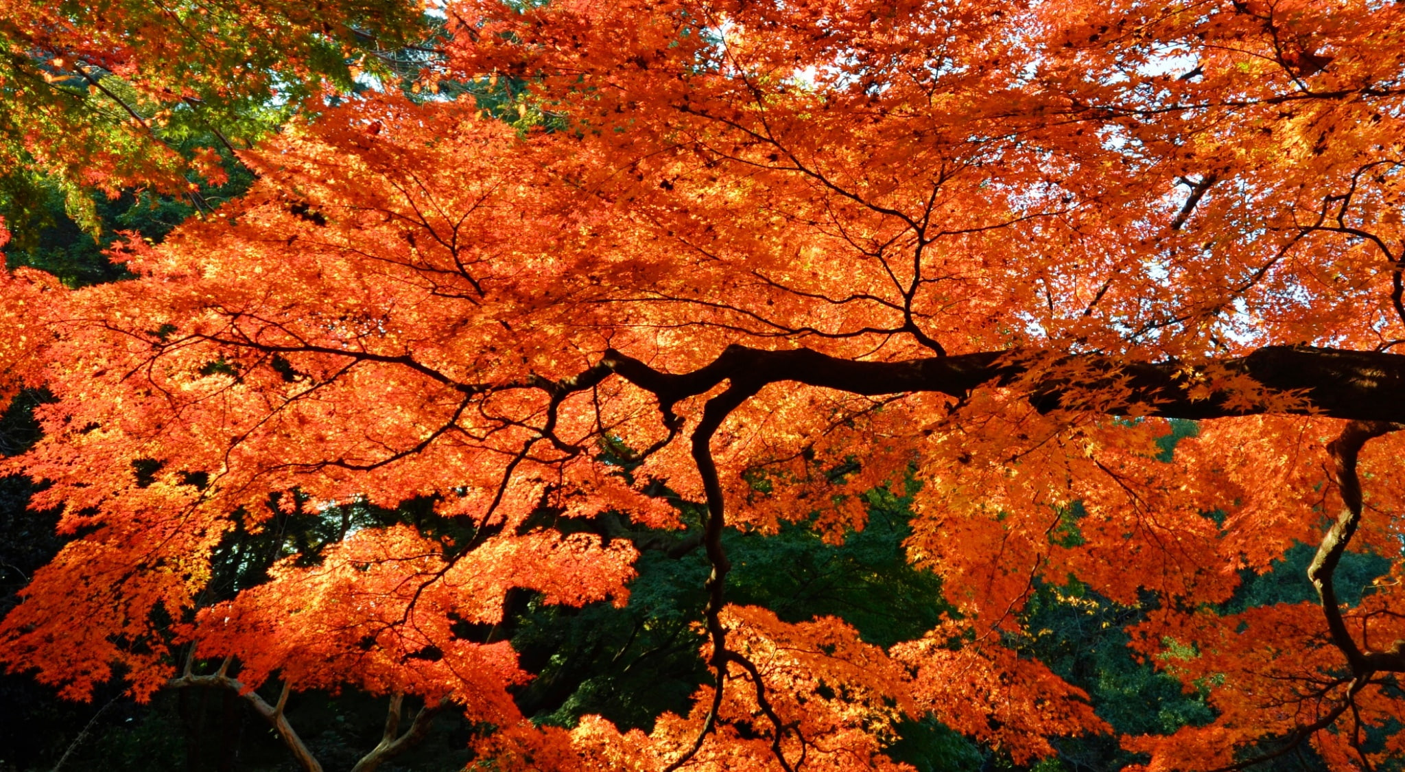 orange color, Autumn, Orange, Maple, no people, gyoen, cherry blossom, Seasons, leaves, shinjyukugyoen, tranquility, scenics - nature, tranquil scene, beautiful, HD Wallpaper