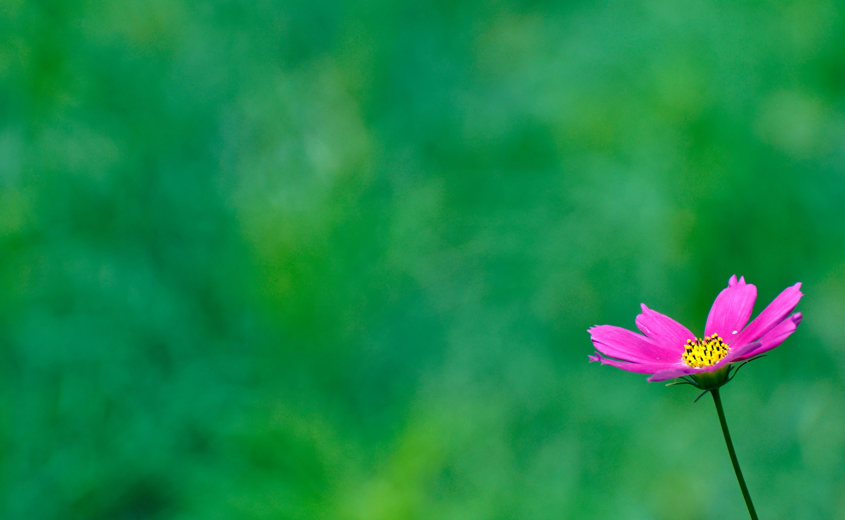 tokyoprefecture, flower head, Nature, no people, Pink, Landscape, plant stem, Japan, pollen, outdoors, flowering plant, pink color, Cosmos, Garden, Tokio, HD Wallpaper