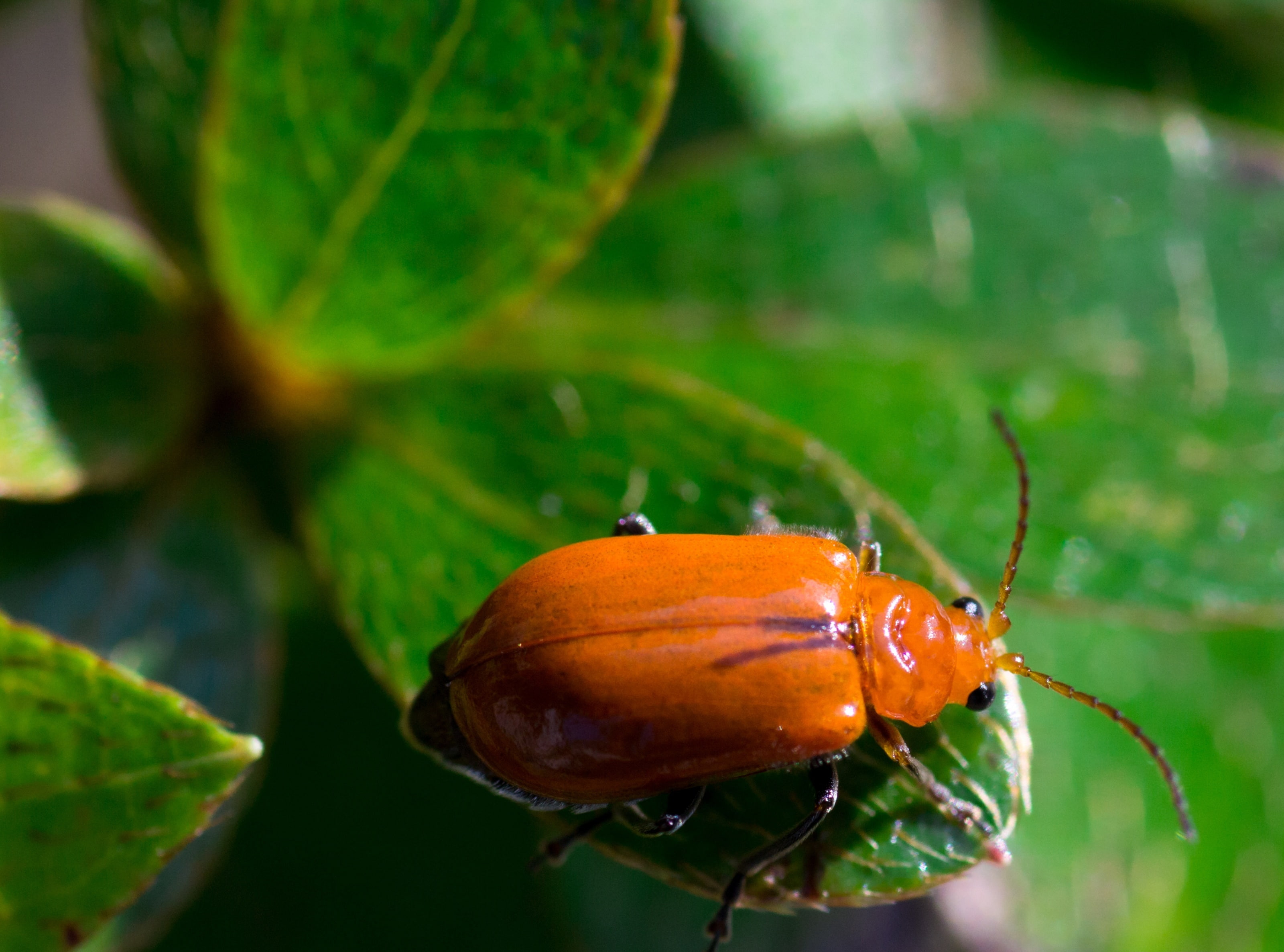 animal wildlife, small, Japan, nature, canon, focus on foreground, plant, Animals, selective focus, animal themes, leafbeetle, Tokyo, one animal, plant part, HD Wallpaper