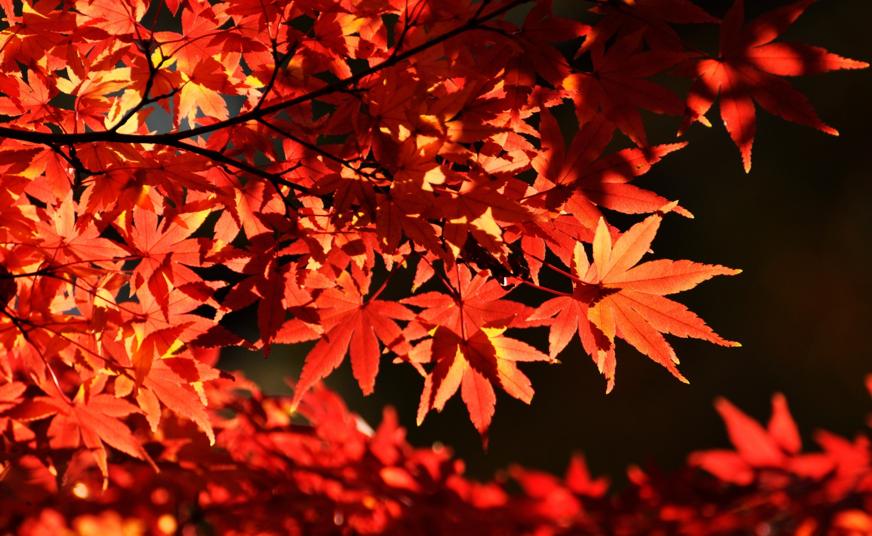 tokyoprefecture, trees, maple tree, Nature, no people, Tokyo, Leaf, red, Tree, midoricho, focus on foreground, maple leaf, Fall, outdoors, Tokio, Leaves, HD Wallpaper