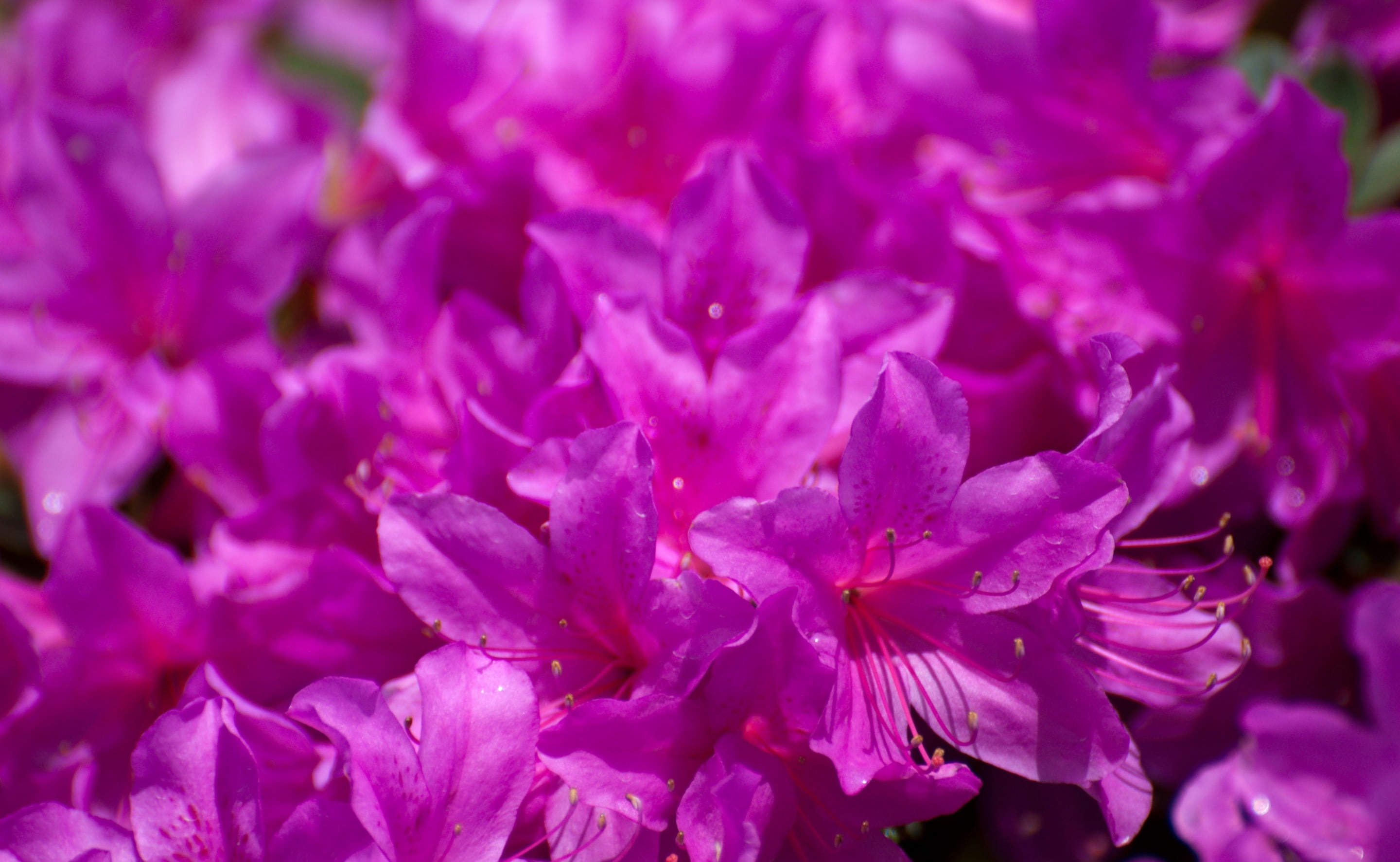 petal, purple, Pink, vulnerability, Flower, outdoors, Landscape, flowering plant, Tokyo, day, nikon, pollen, Rhododendron, flower head, tokyoprefecture, HD Wallpaper
