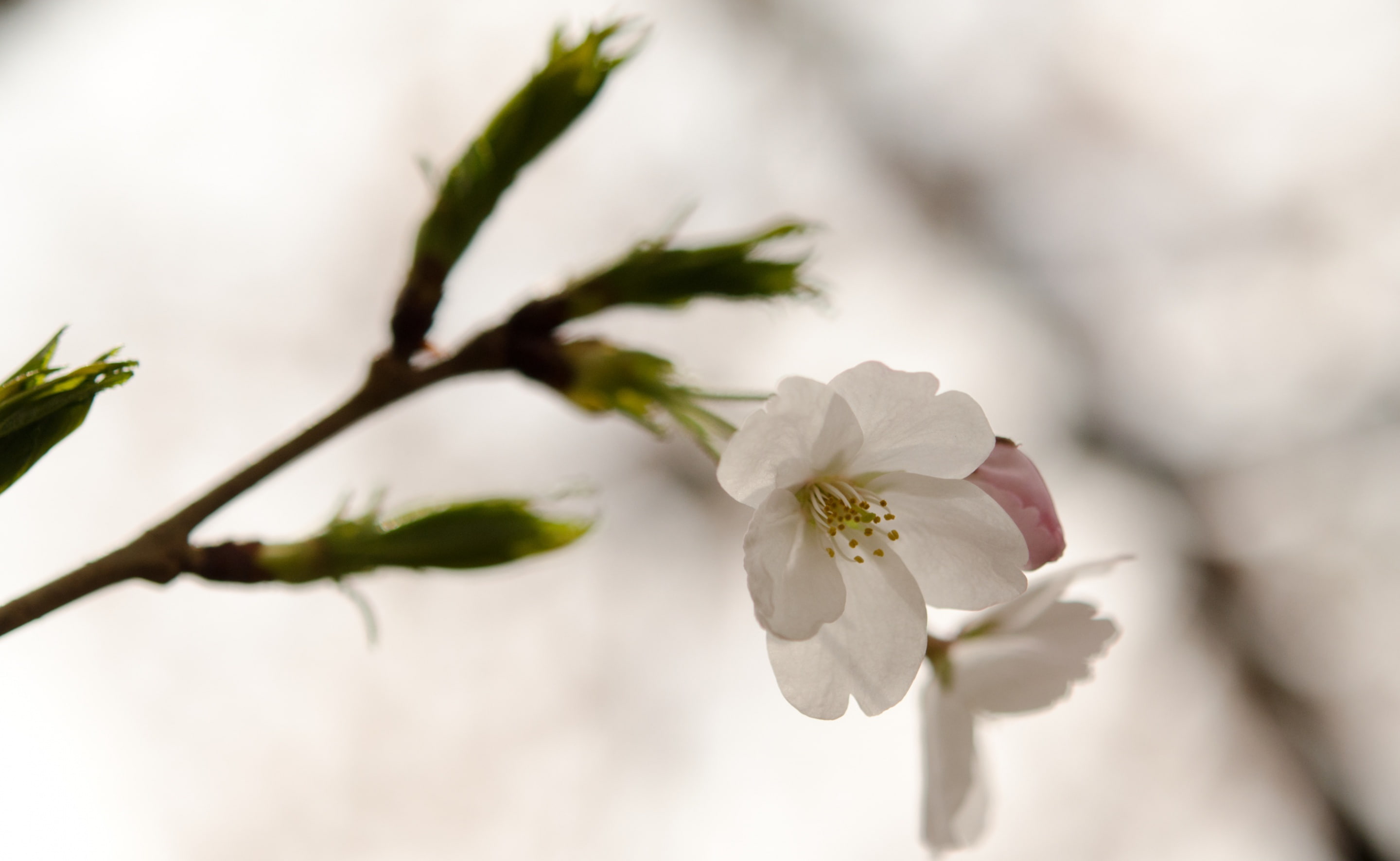 Plant, cherry tree, freshness, vulnerability, no people, bokeh, inflorescence, Imperial, tokyoprefecture, Flowers, flowering plant, Palace, Nature, springtime, HD Wallpaper