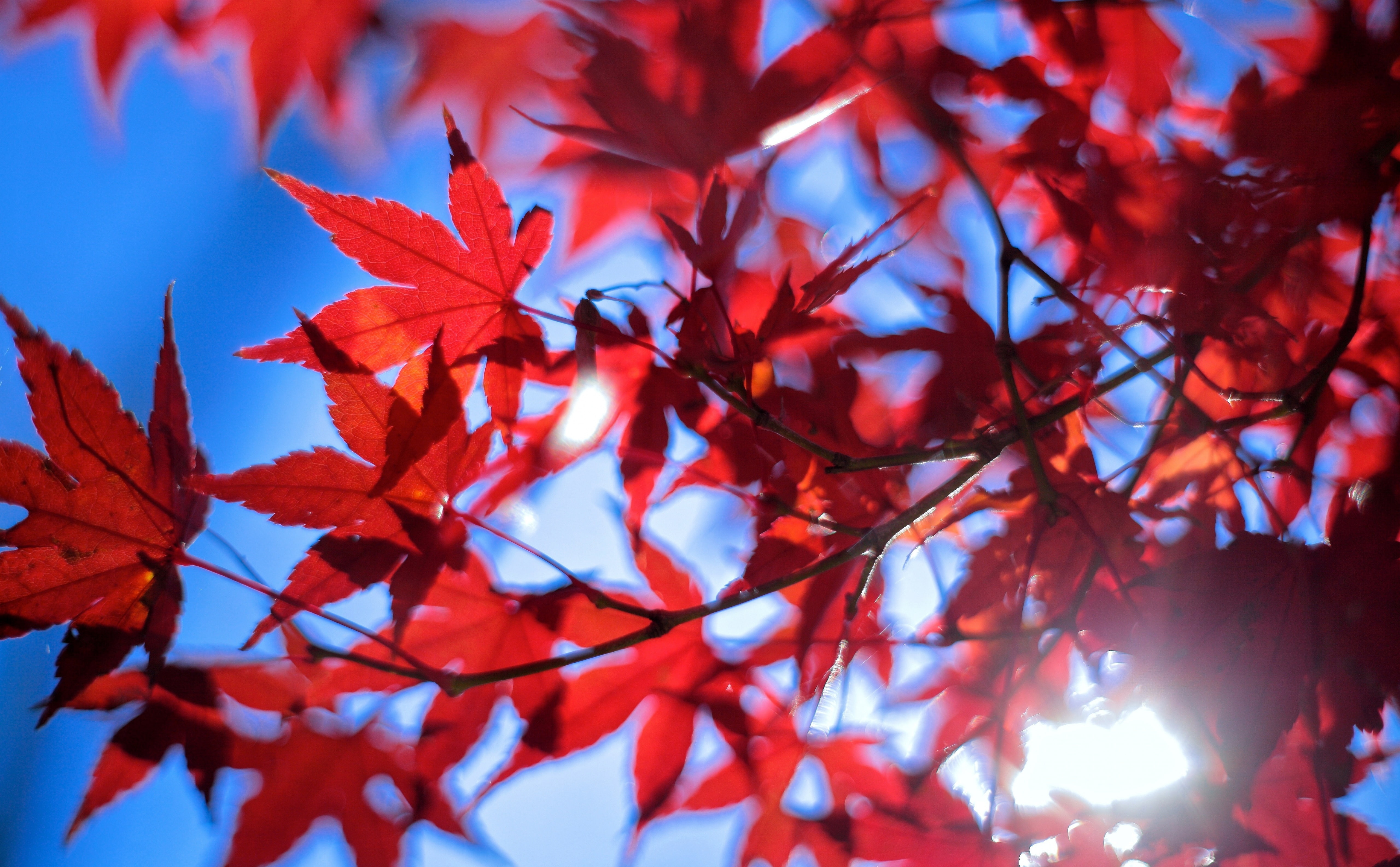 sky, 5dmarkii, Leaves, beauty in nature, day, red, low angle view, close-up, pentacon, change, no people, redleaves, plant, nature, outdoors, selective focus, HD Wallpaper