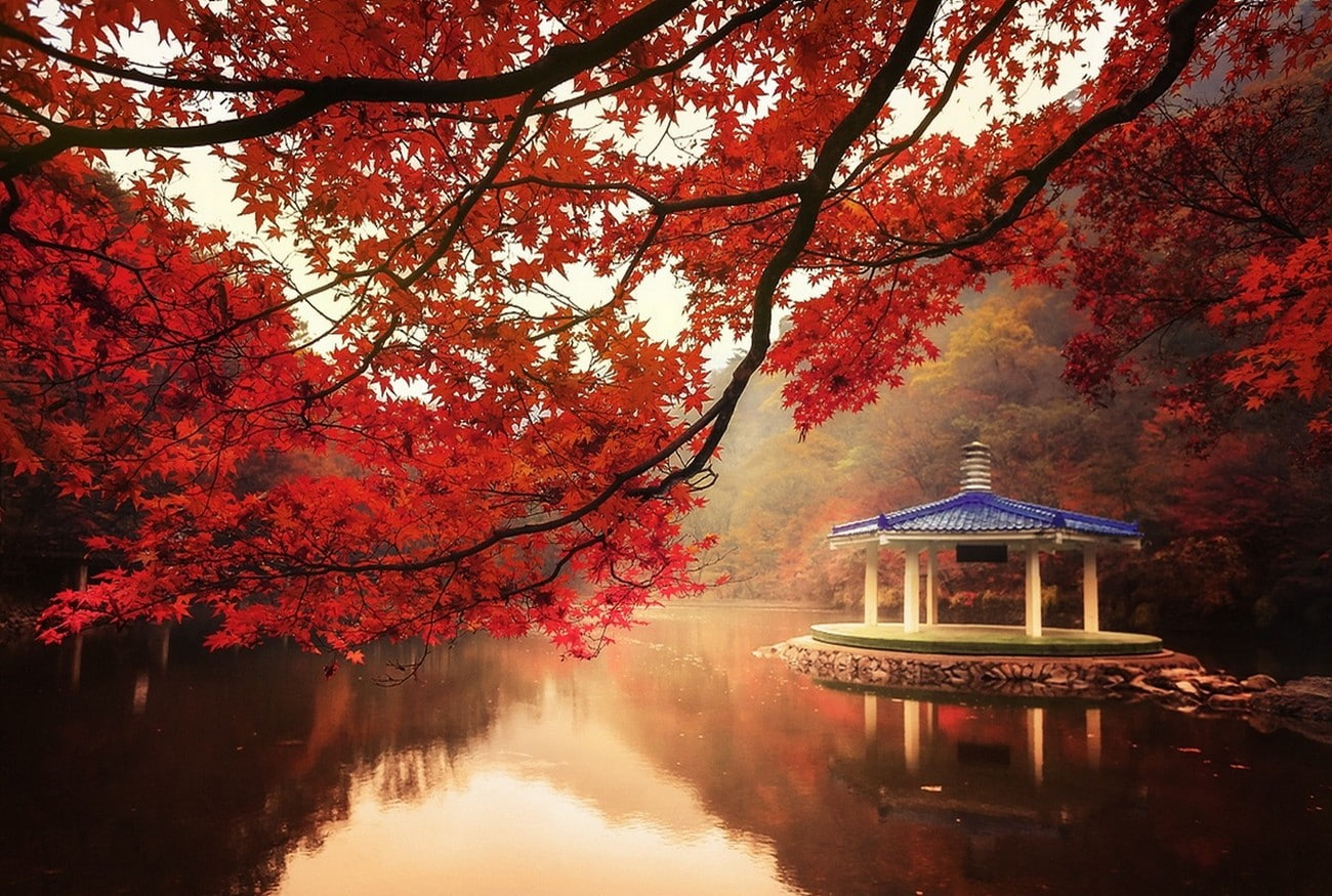 maple, red, lake, landscape, fall, nature, mist, hill, 720P, maple leaves, water, leaves, trees, HD Wallpaper