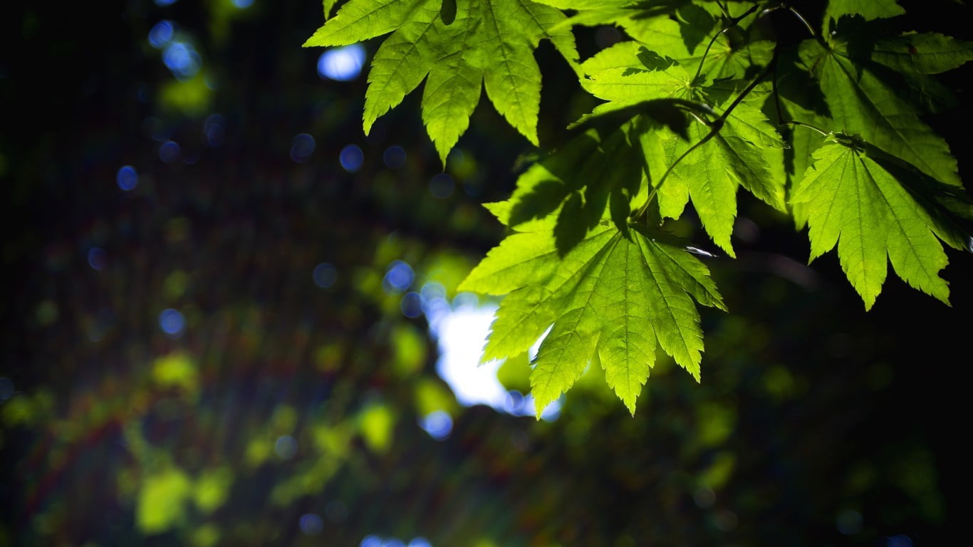 growth, sunlight, wet, plant, no people, forest, leafed, outdoors, 720P, tranquility, leaves, water, selective focus, focus on foreground, leaf, green color, HD Wallpaper