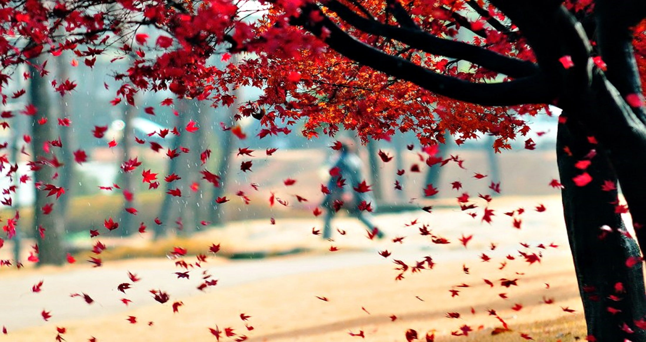 park, 1080P, trees, fall, leaves, red leaves, HD Wallpaper