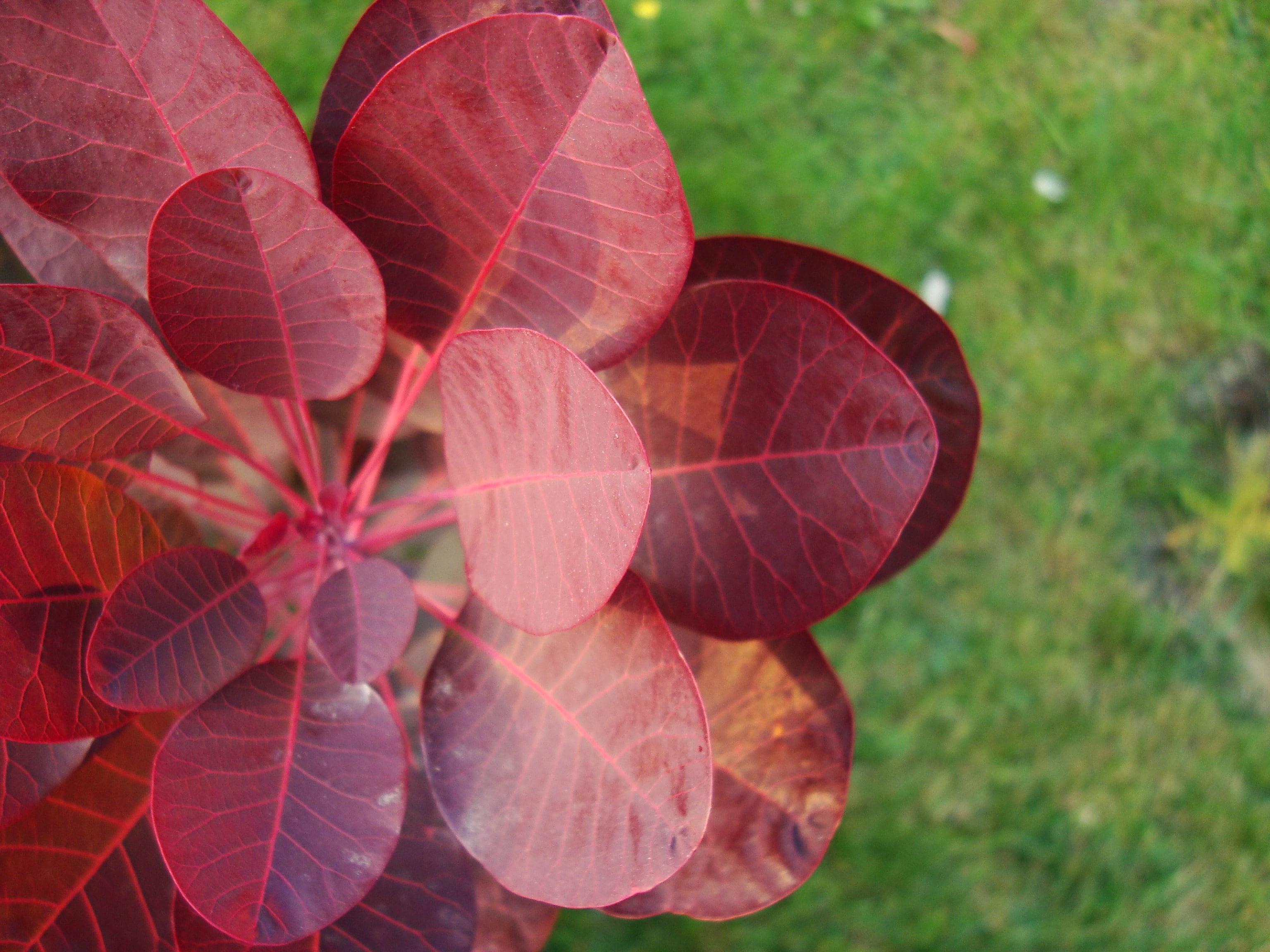 vulnerability, close-up, plant part, flower, nature, leaves, freshness, flowering plant, beauty in nature, leaf, plant, growth, red, fragility, green color, HD Wallpaper