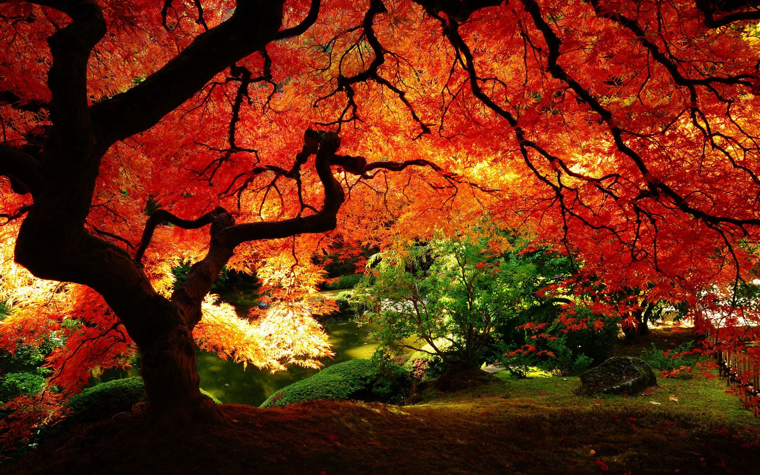 red leaves, red, nature, 2K, HD Wallpaper