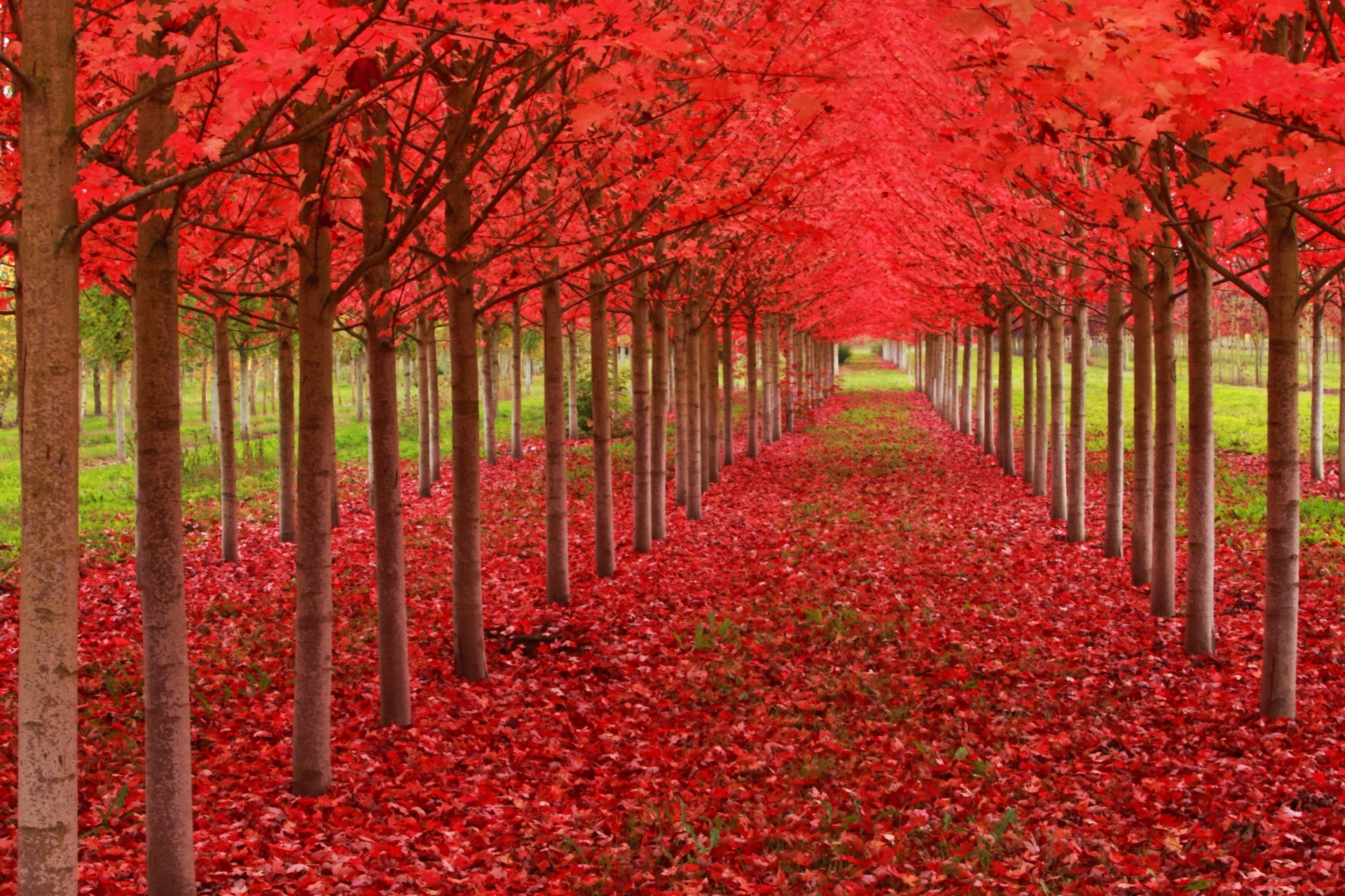 leaves, treelined, change, land, tranquil scene, growth, 1080P, plant, nature, fall, trees, tranquility, footpath, autumn collection, plant part, no people, HD Wallpaper
