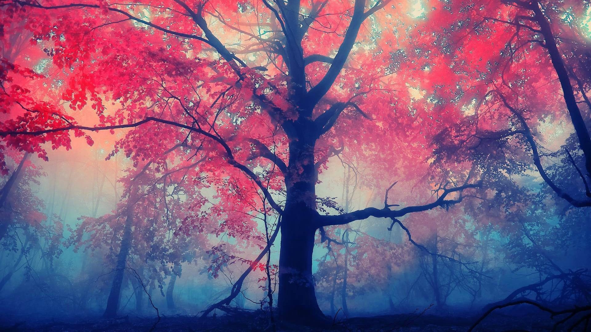 plant, tranquil scene, branch, tranquility, beauty in nature, day, trunk, growth, autumn, forest, tree, bare tree, no people, outdoors, trees, red, fall, HD Wallpaper