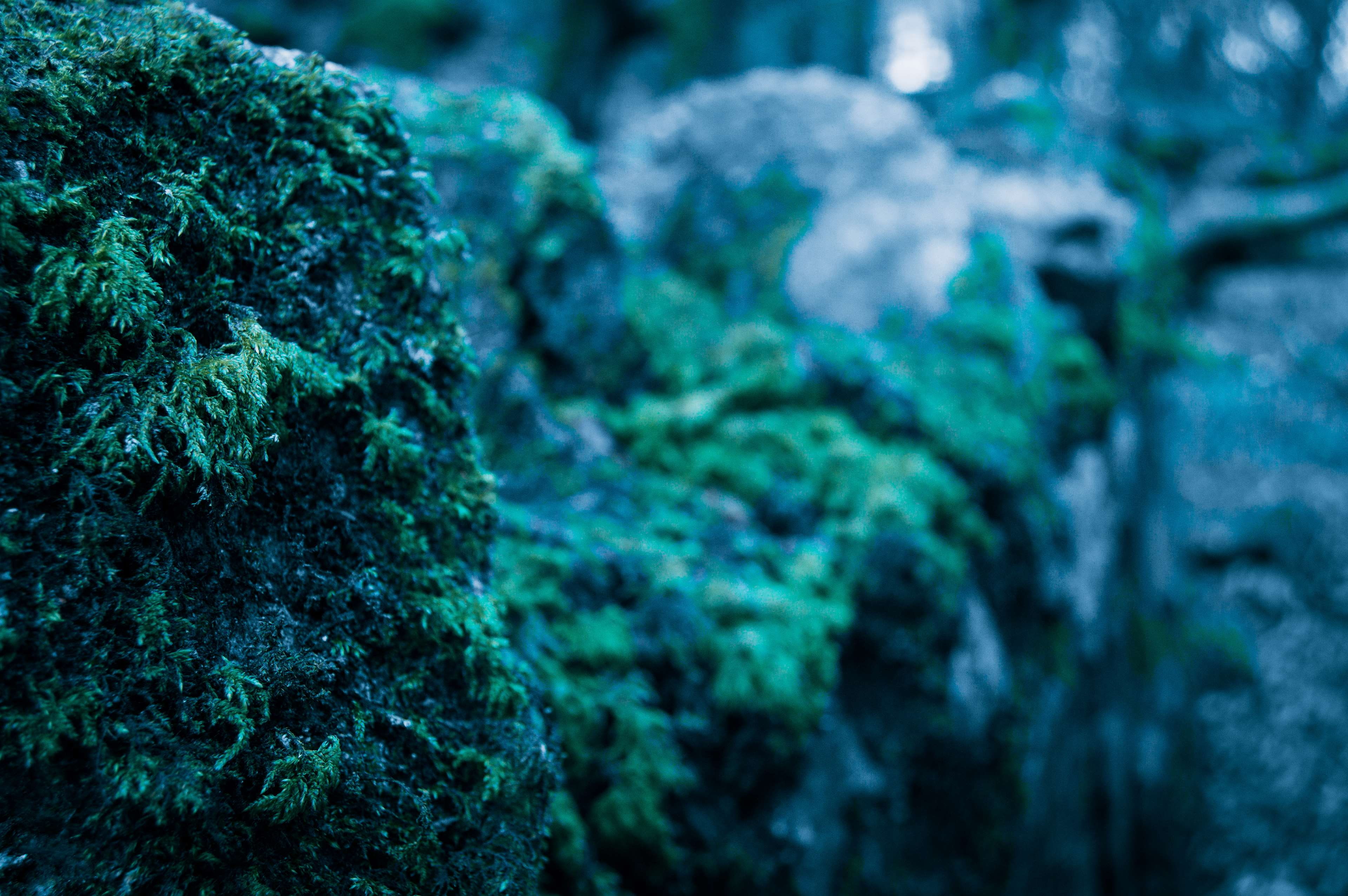 focus on foreground, sea life, trees, 4K, green color, solid, red, moss, no people, day, galway, turquoise colored, dusk, selective focus, outdoors, rock, HD Wallpaper