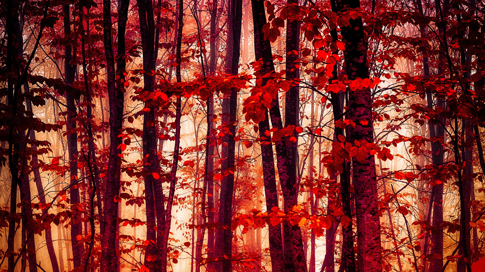trunk, day, no people, outdoors, land, hanging, red, close-up, orange color, beauty in nature, forest, the crimson, 1080P, full frame, change, growth, HD Wallpaper