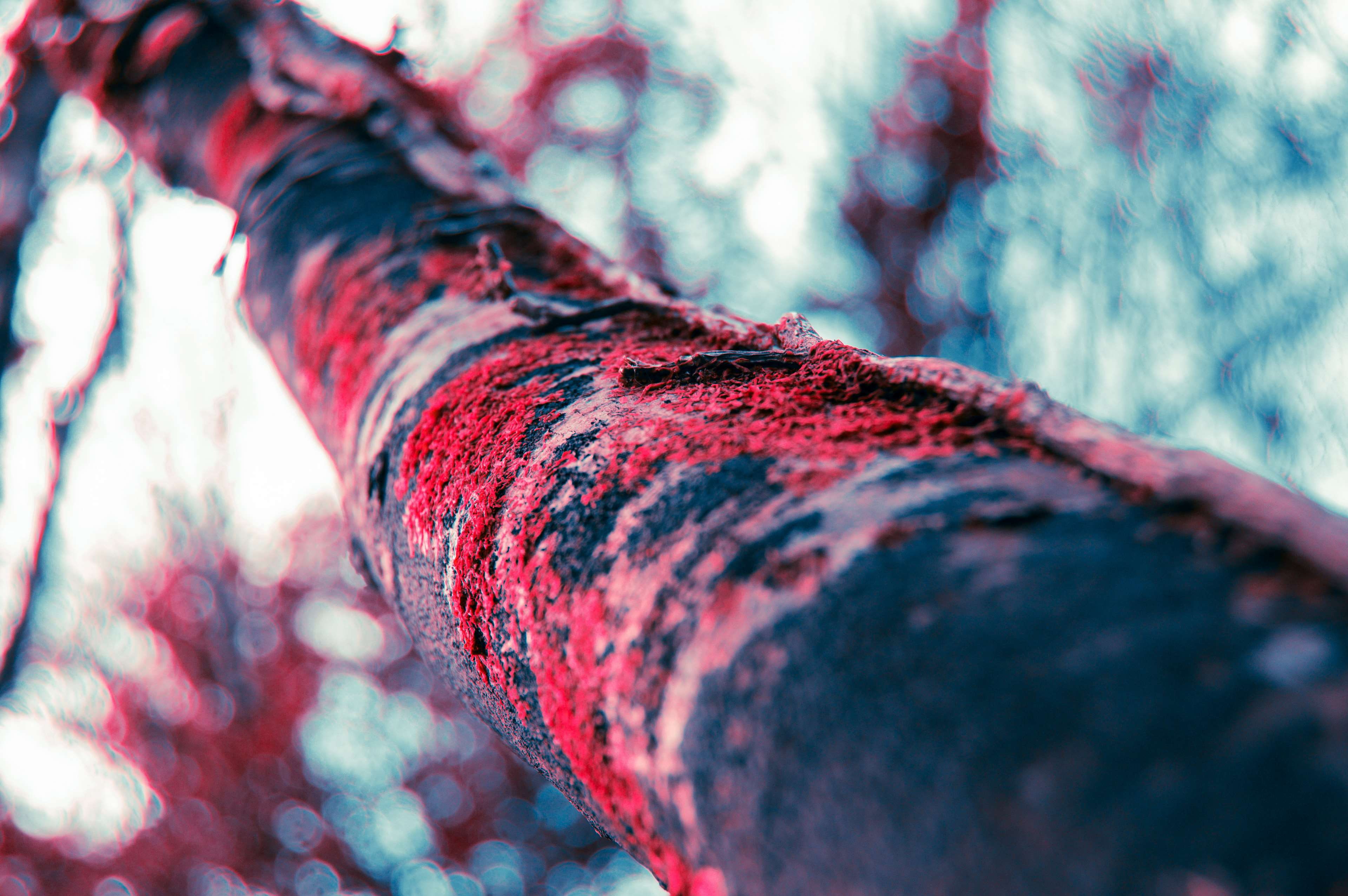land, trees, sunset, ireland, 4K, no people, vines, moss, crimson, trunk, focus on foreground, close-up, rocks, wood - material, plant, tree, nature, low angle view, HD Wallpaper