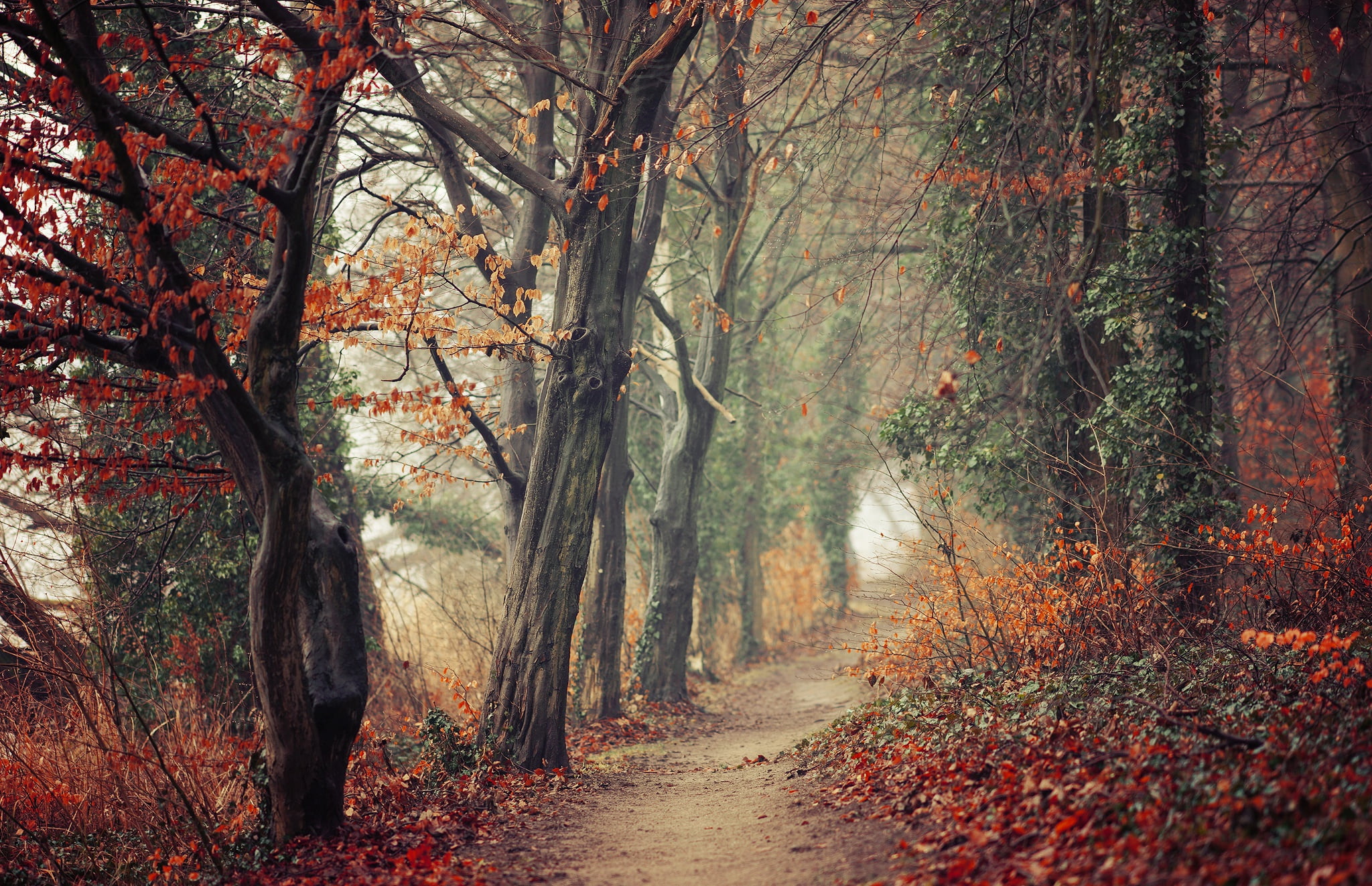 fog, autumn collection, autumn, forest, path, fall, haze, trunks, scenics - nature, branches, footpath, land, leaves, woodland, tranquility, beauty in nature, HD Wallpaper