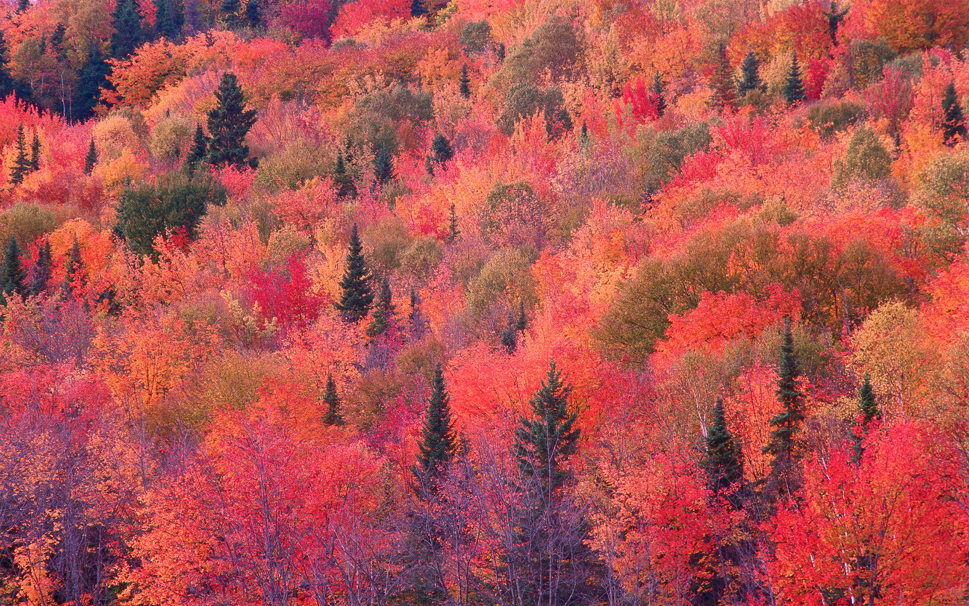forest, the crimson, slope, 1080P, autumn, HD Wallpaper