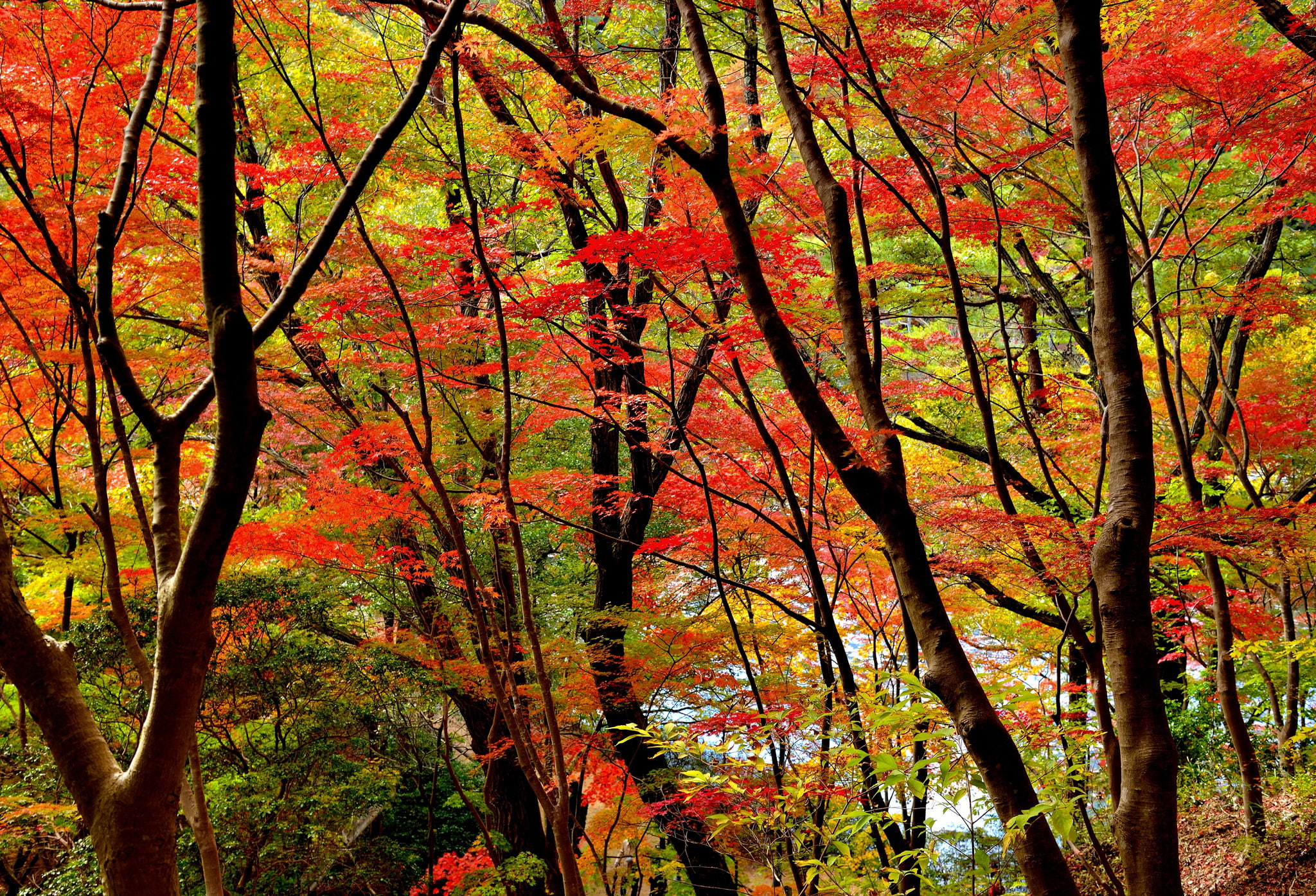 autumn, the crimson, 1080P, trees, leaves, forest, HD Wallpaper