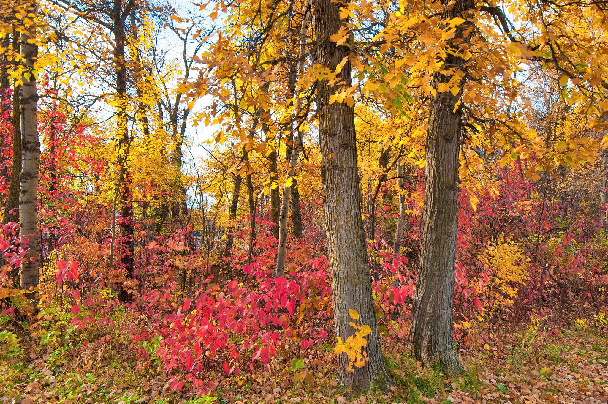 trees, the crimson, 1080P, autumn, leaves, forest, Park, HD Wallpaper