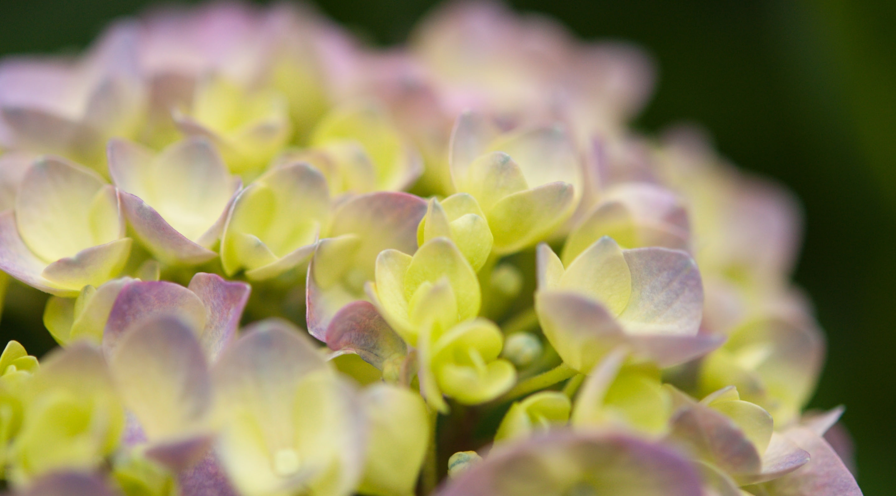 day, selective focus, tokyoprefecture, brossom, hakusanshrine, beauty in nature, hakusan, Flowers, springtime, leaf, green color, vegetable, Pink, food, HD Wallpaper