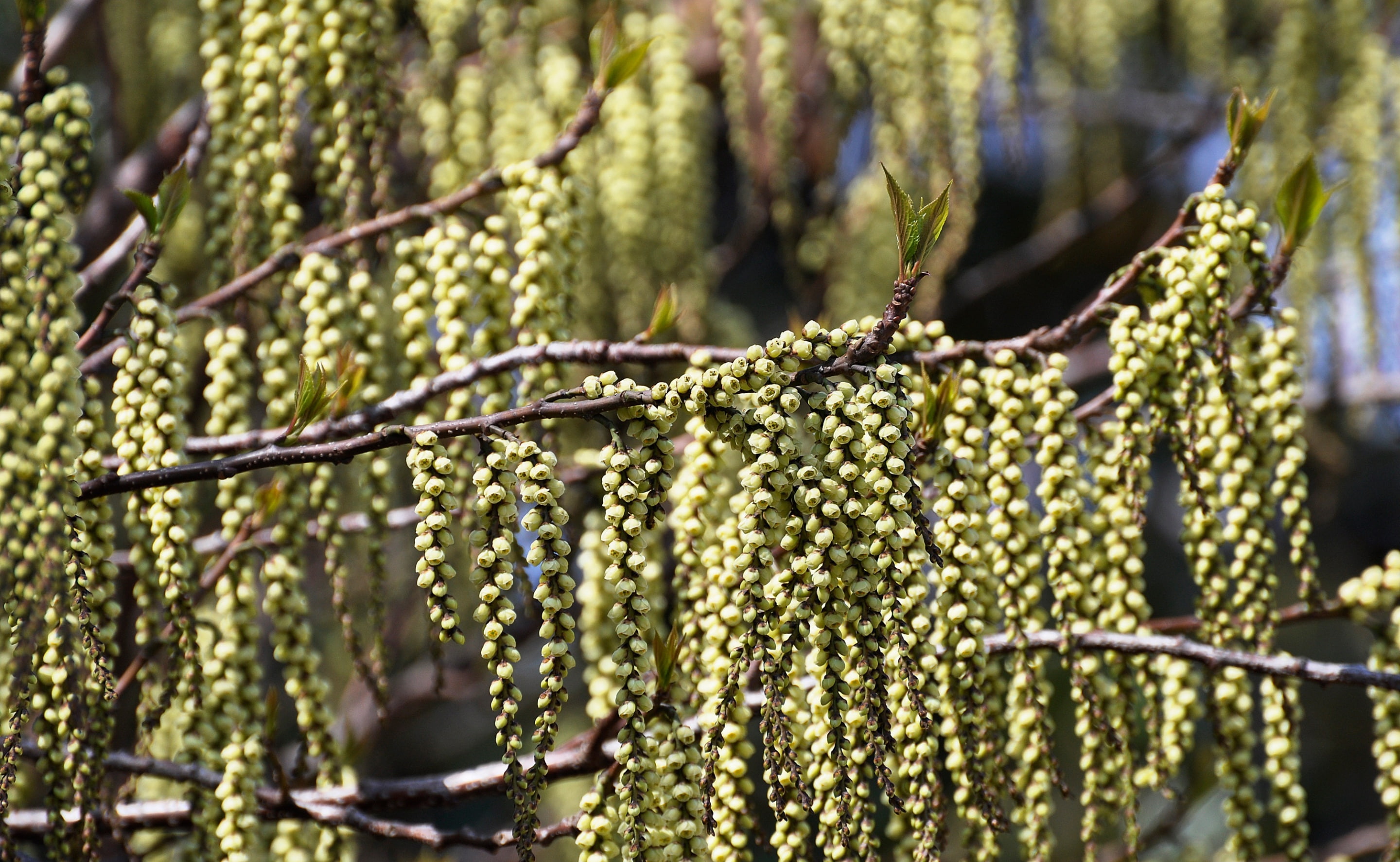 branch, Japan, Tokio, freshness, sunlight, growth, praecox, hanging, 2K, gyoen, nikon, shinjuku2chome, plant, focus on foreground, stachyuruspraecoxvarmatsuzaki, HD Wallpaper