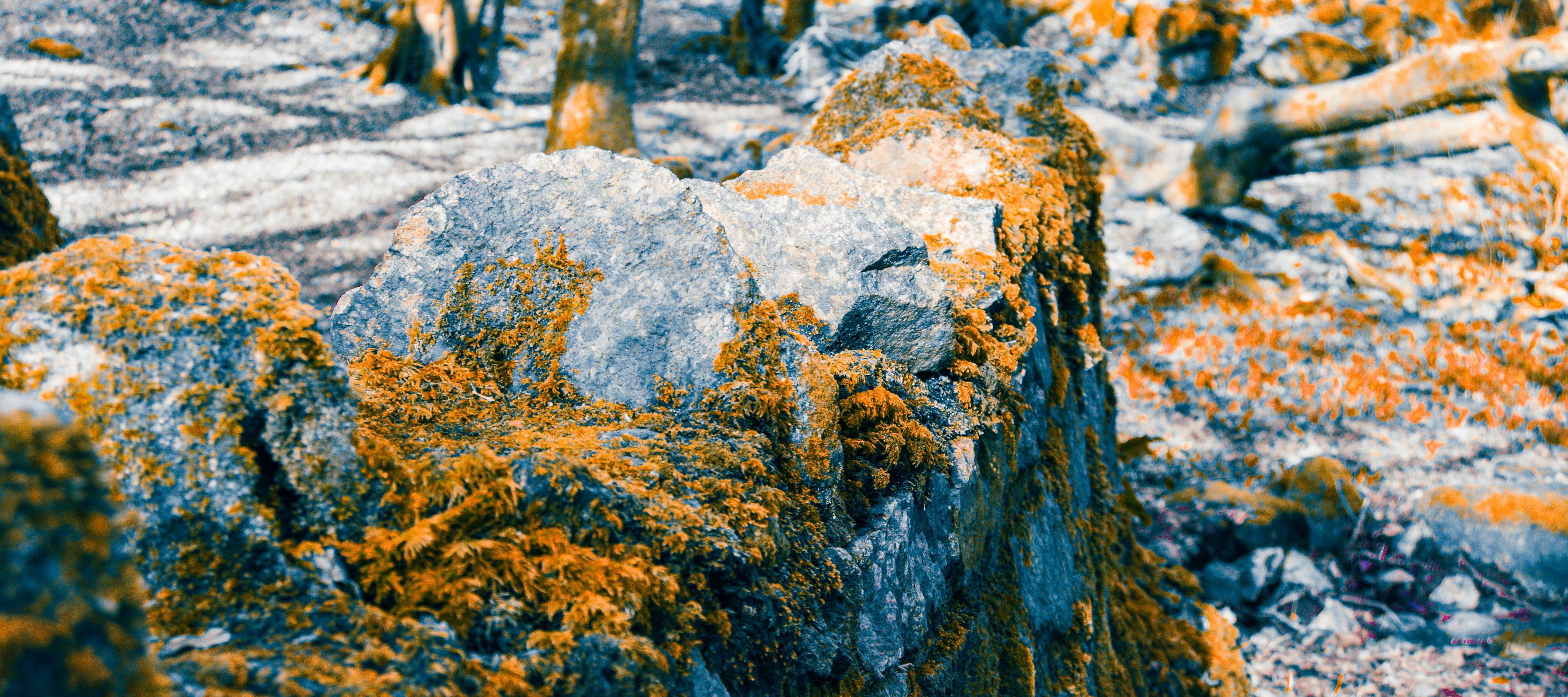 autumn, growth, tree, lichen, snow, solid, galway, plant, leaves, no people, beauty in nature, frost, moss, trees, orange, white, rock, winter, wall, rock - object, HD Wallpaper