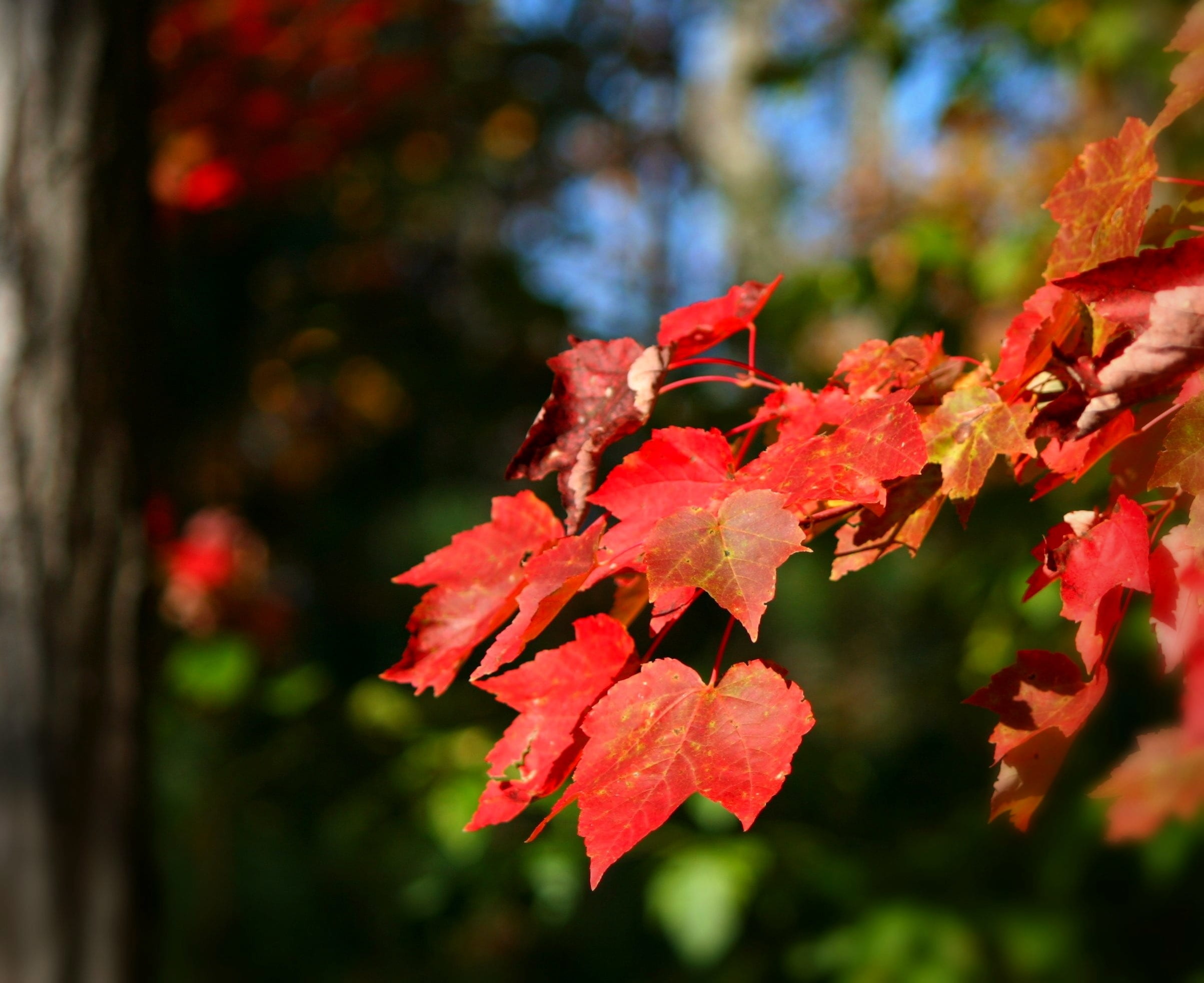 fragility, leaf, plant, day, vulnerability, selective, outdoor, season, autumn, cascade, september, autumnal, change, october, flora, no people, crimson, HD Wallpaper