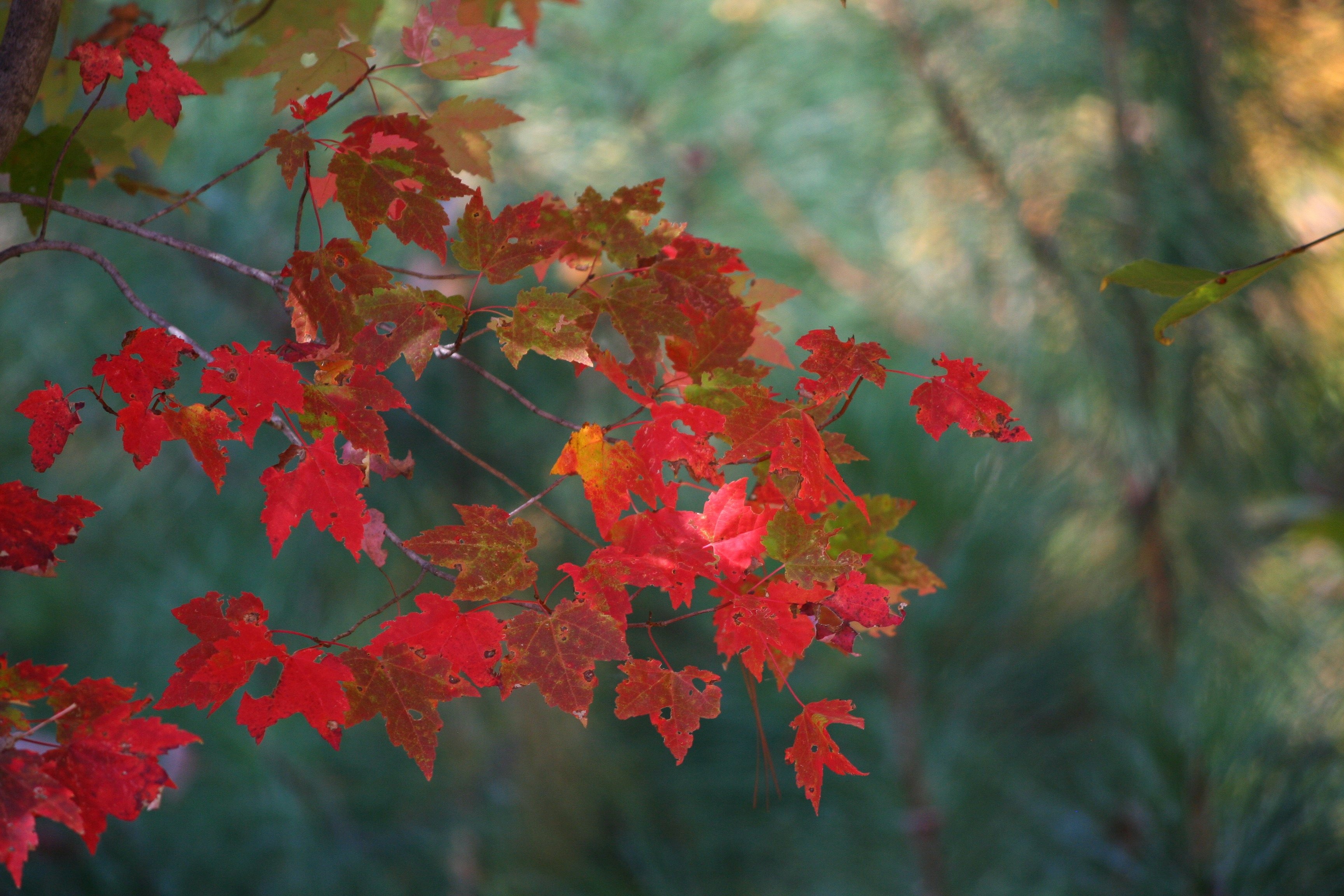 quiet, red, vivid, lush, rural, nature, fall, thanksgiving, flora, vibrant, daytime, tranquil, day, focus on foreground, scenic, natural condition, chestnut, HD Wallpaper