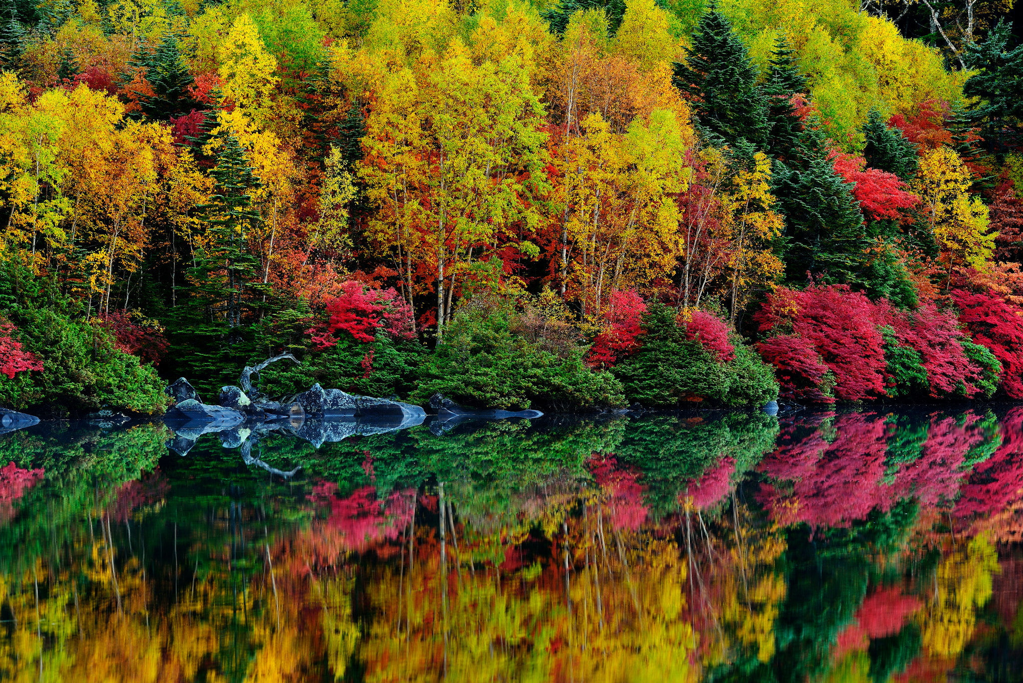 the crimson, leaves, forest, the bushes, 1080P, river, autumn, trees, HD Wallpaper