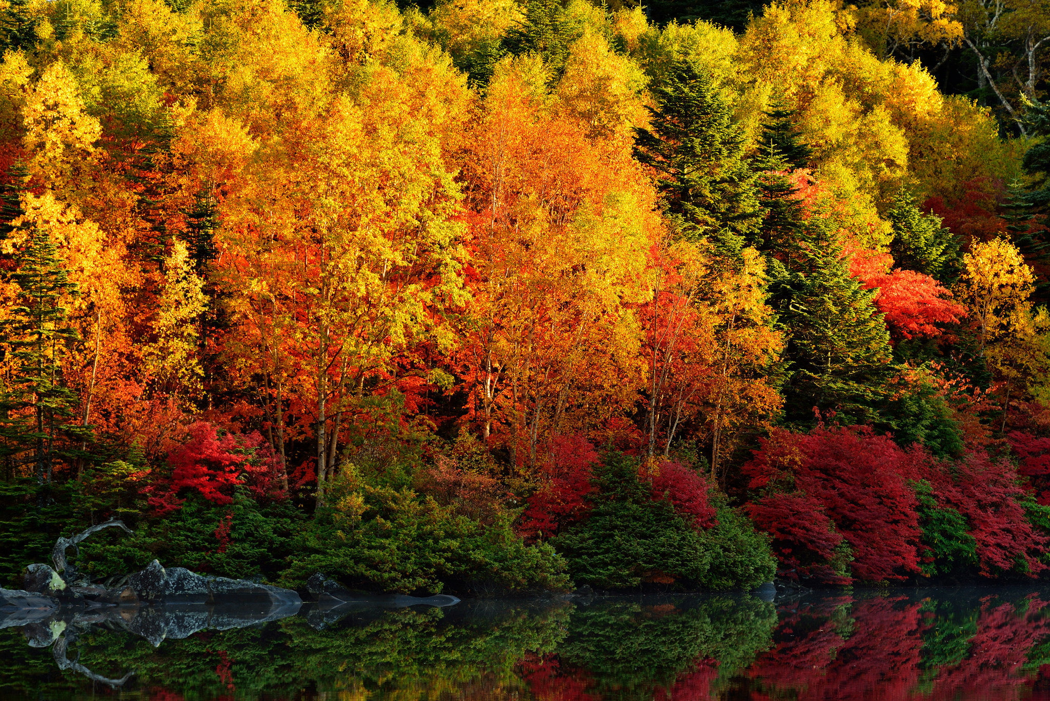 the crimson, river, leaves, forest, 1080P, trees, reflection, autumn, HD Wallpaper