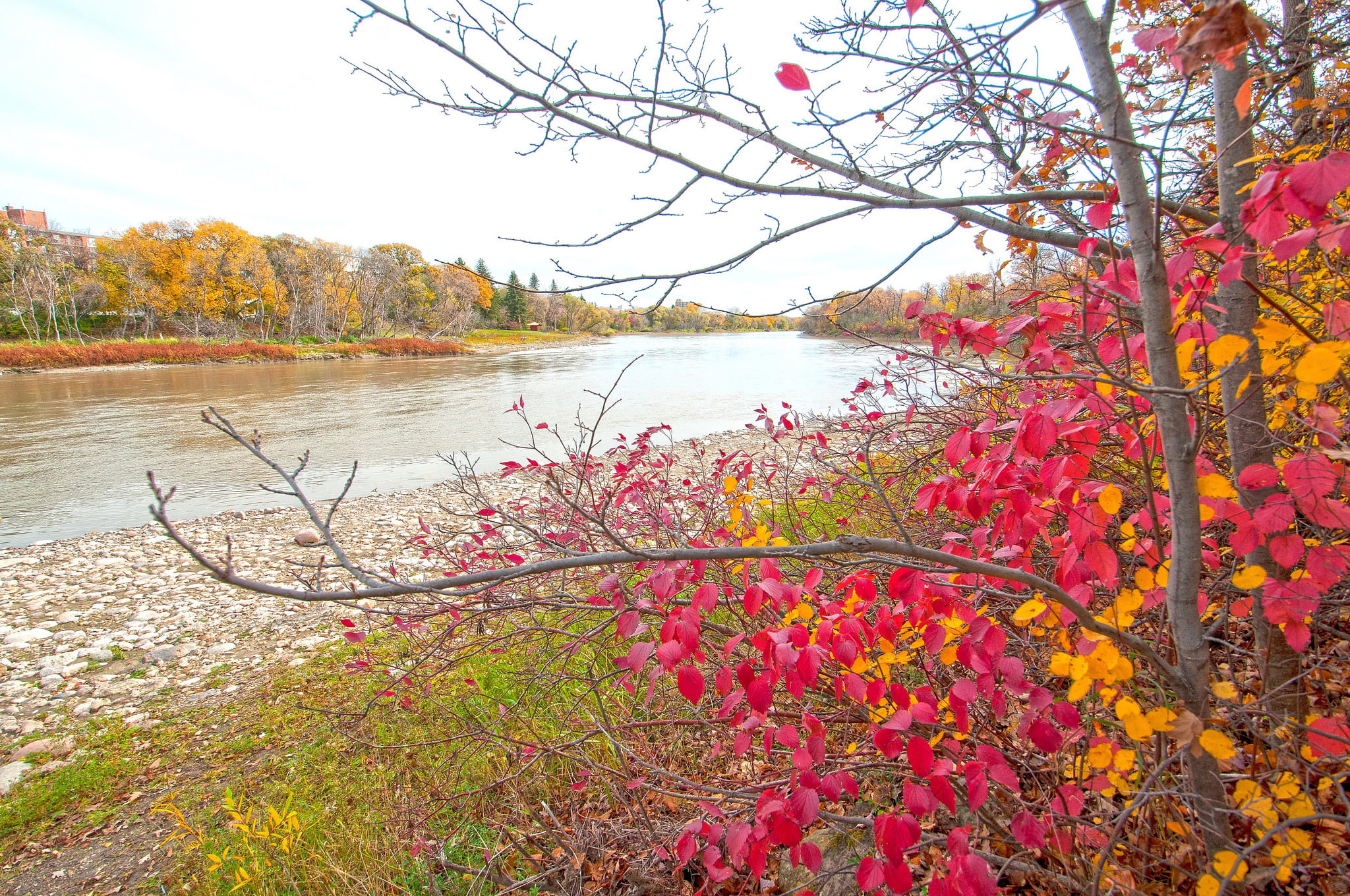 1080P, forest, trees, leaves, Park, autumn, pond, paint, the crimson, river, HD Wallpaper