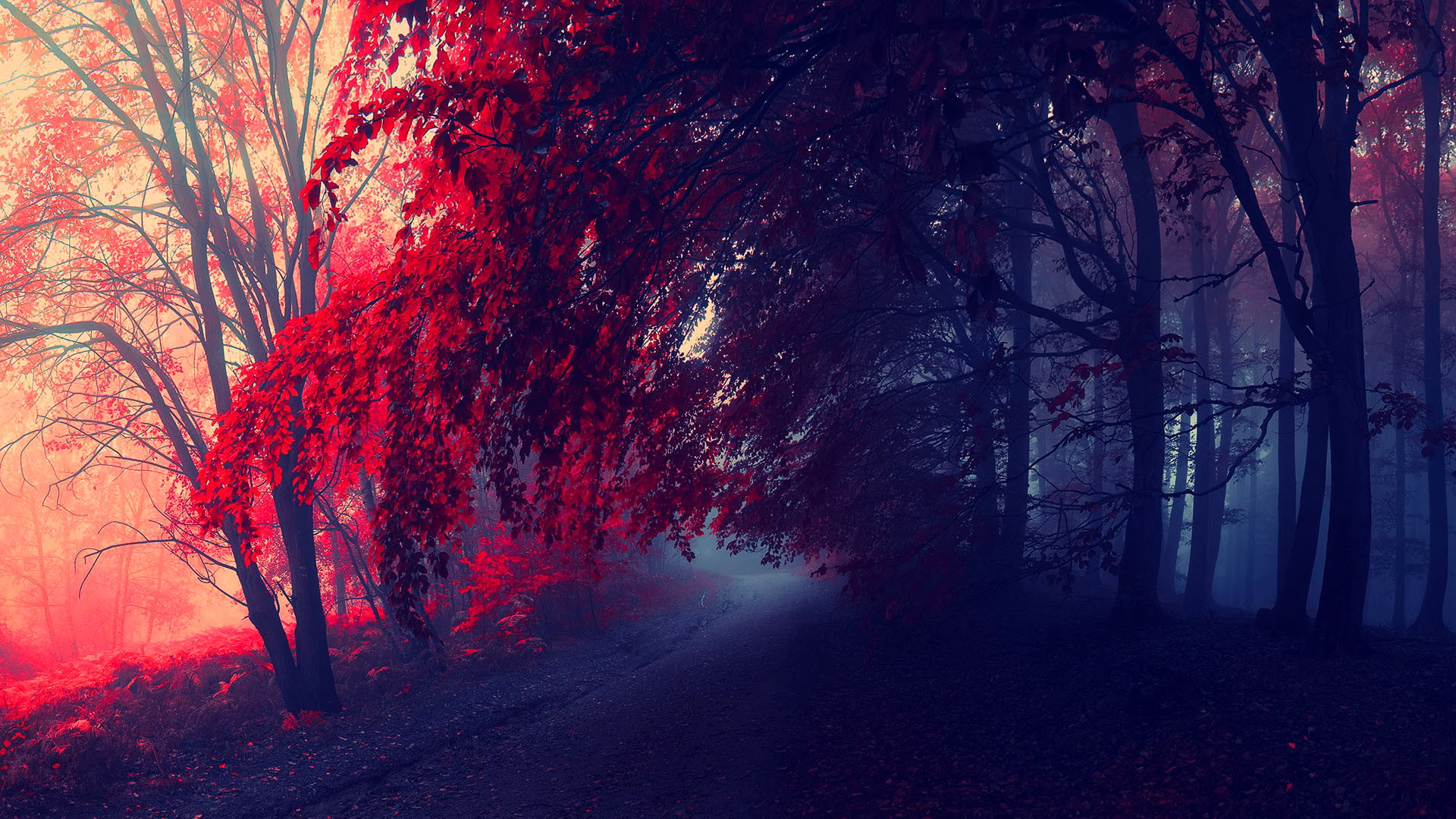 outdoors, fog, direction, 1080P, the way forward, forest, land, plant, scenics - nature, no people, tranquility, nature, autumn, red, leafed, trees, painting, HD Wallpaper