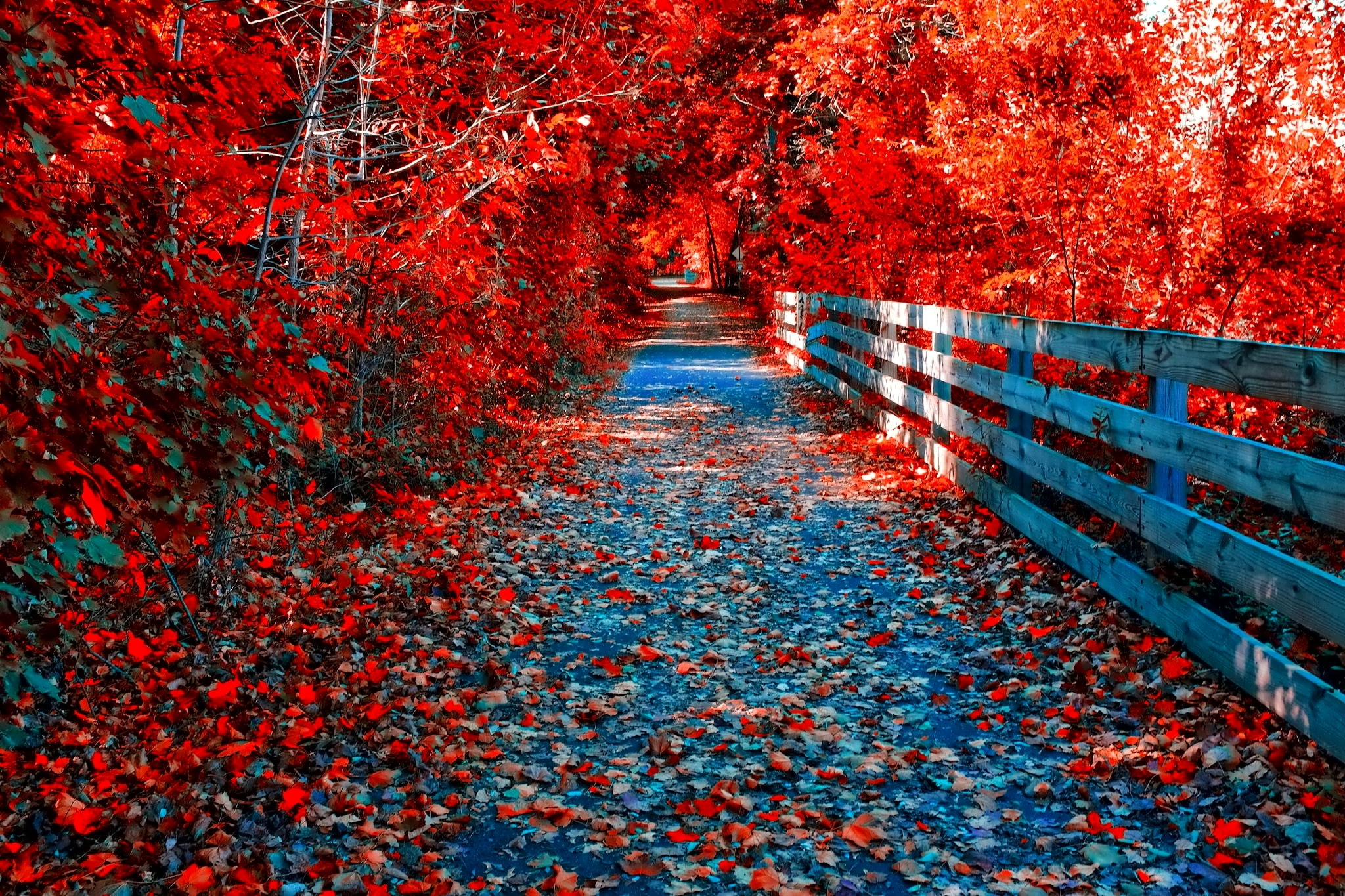 leaf, plant, tranquility, petaled, nature, trees, footpath, forest, direction, railing, autumn collection, day, land, beauty in nature, architecture, 1080P, HD Wallpaper