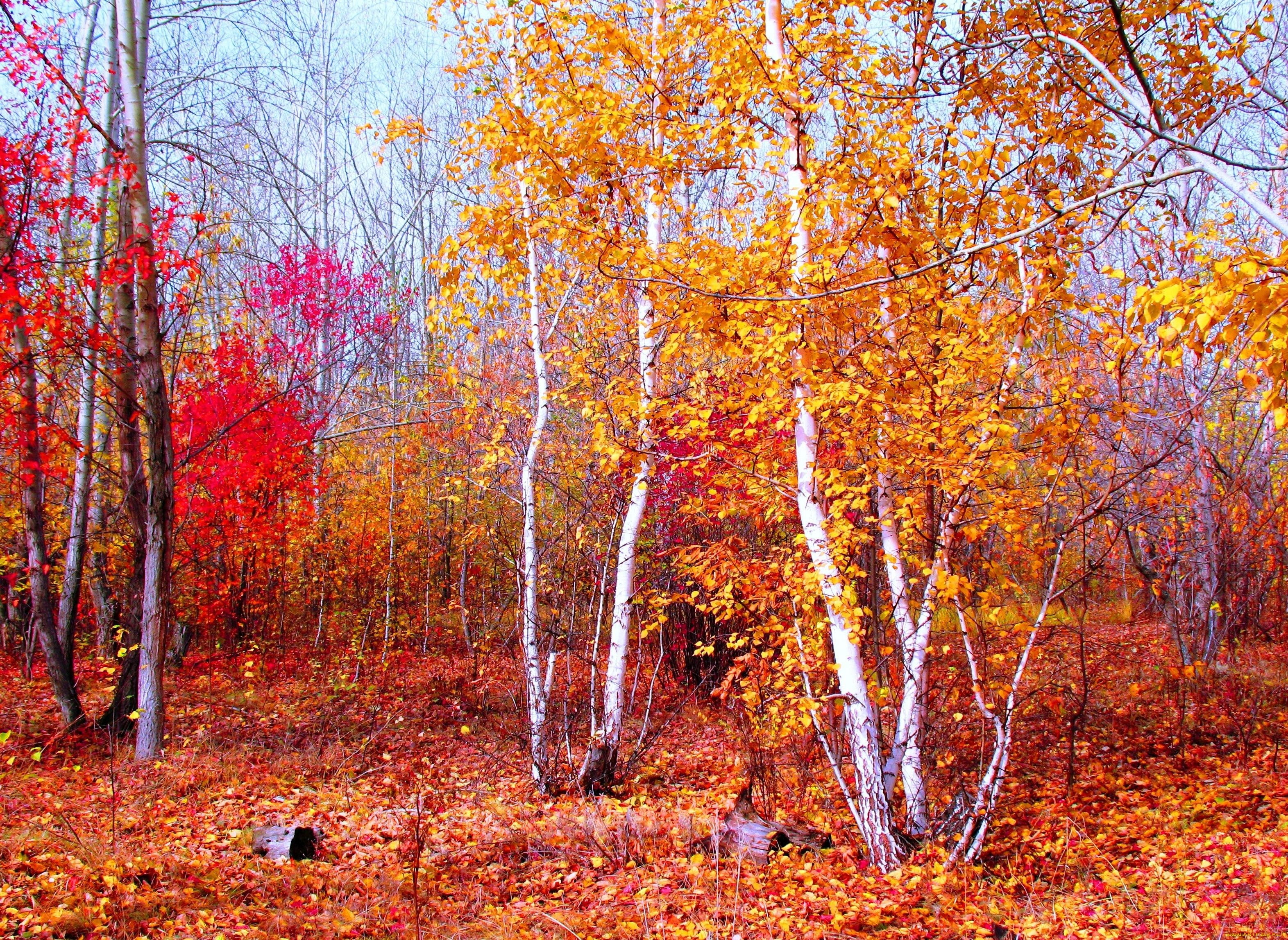 gold, nature, red, autumn, 2K, forest, landscape, crimson, HD Wallpaper