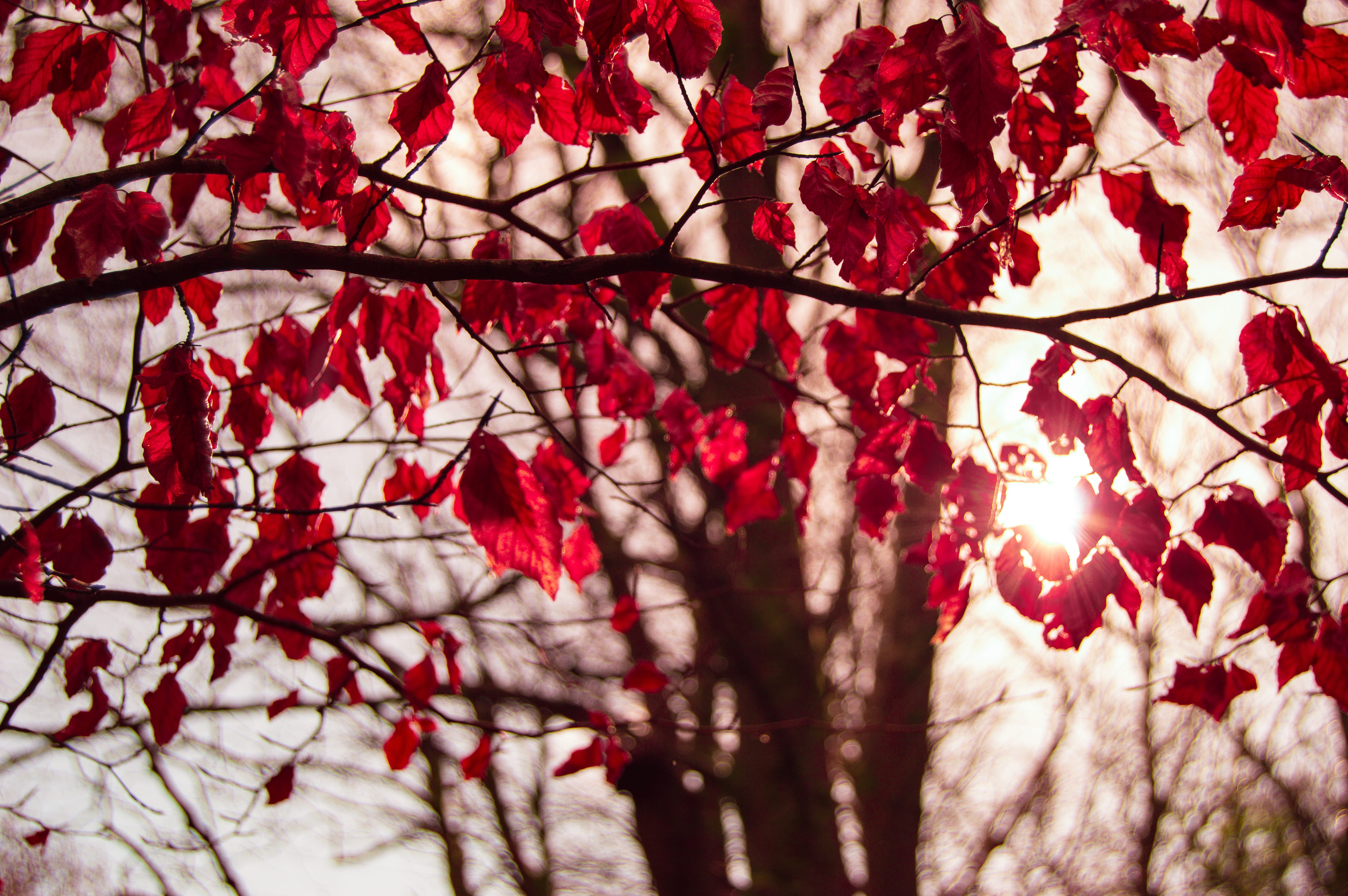 growth, sunlight, cherry blossom, vines, trees, autumn, day, beauty in nature, outdoors, springtime, blossom, flowering plant, red, flower, tree, focus on foreground, HD Wallpaper
