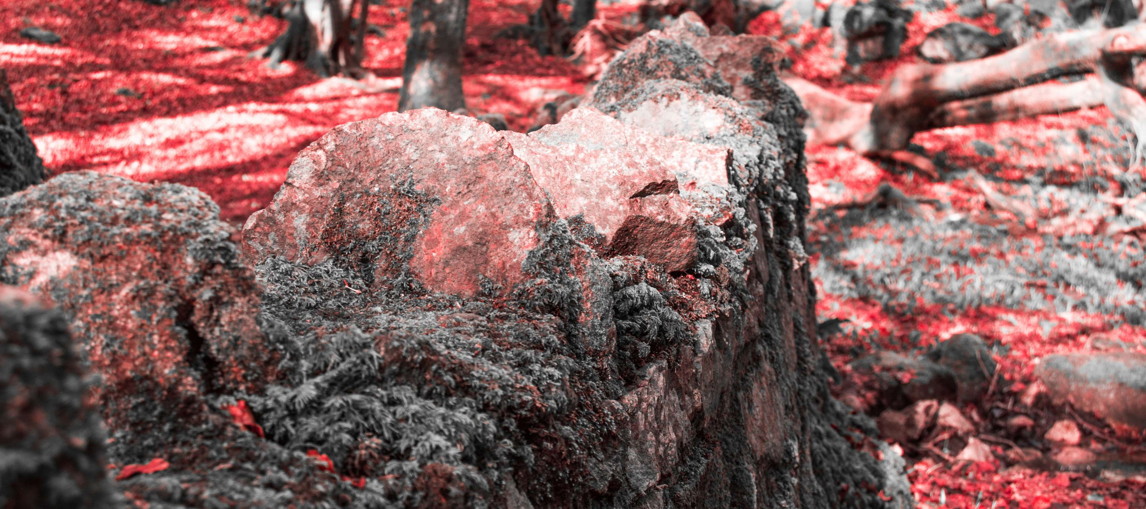 trunk, autumn, land, ireland, bark, close-up, wall, outdoors, galway, textured, growth, day, 4K, crimson, selective focus, plant, leaves, forest, focus on foreground, HD Wallpaper