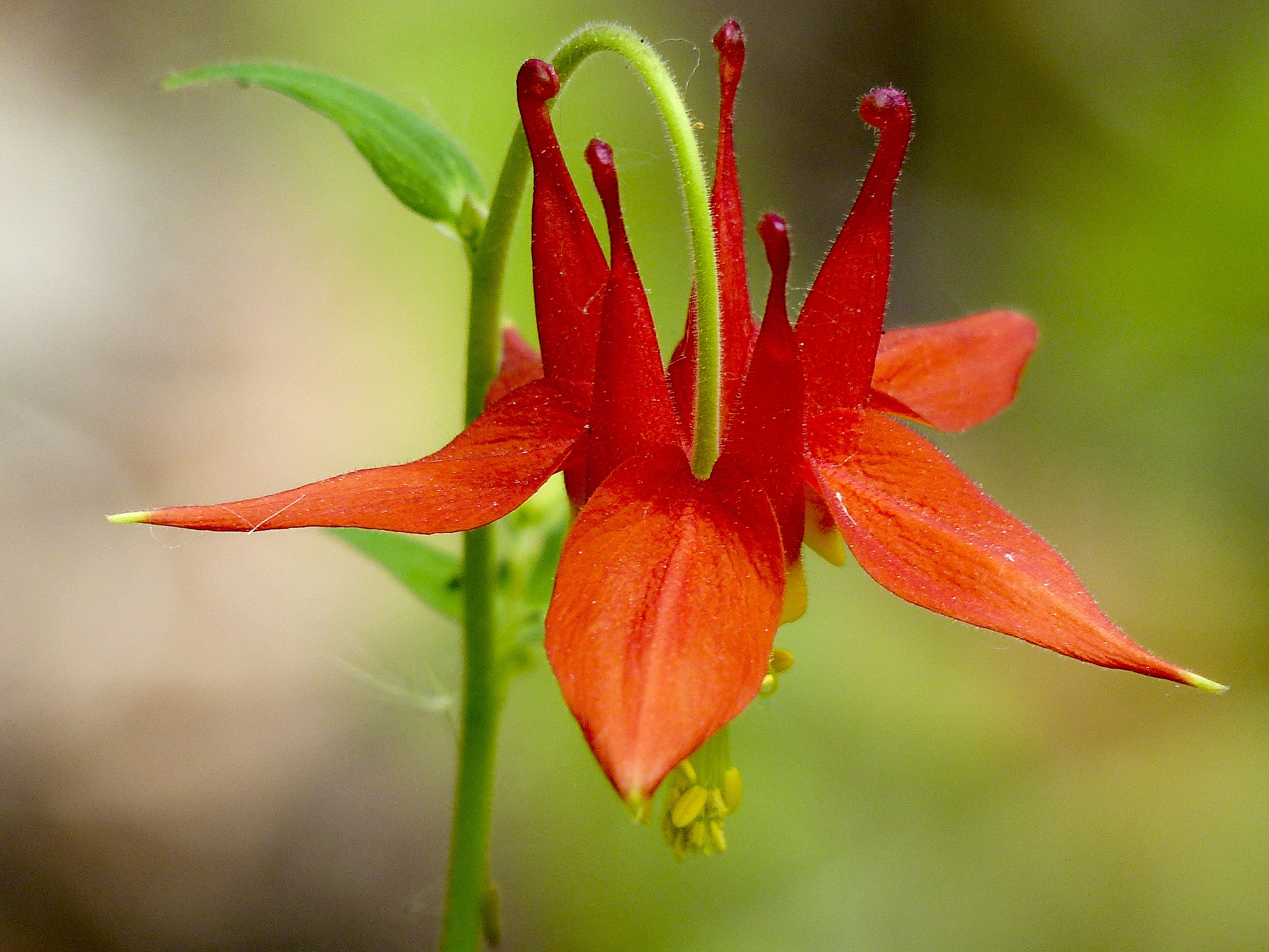 freshness, forest, fragility, nature, columbine, focus on foreground, summer, sepal, outdoors, growth, plant, selective, no people, vulnerability, blossom, HD Wallpaper