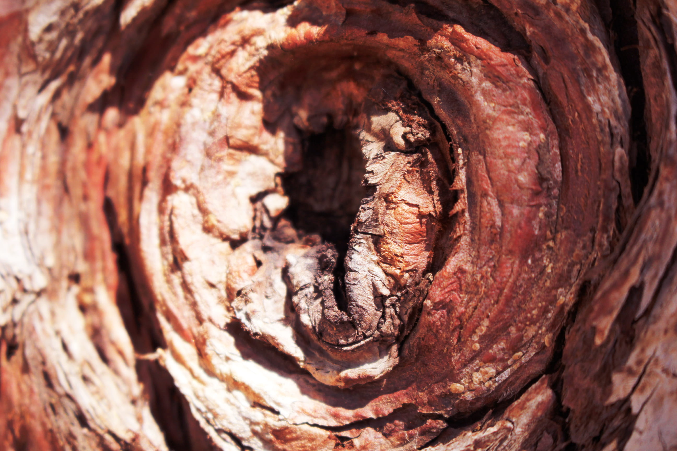 brown, pencil, no people, conifer, 2K, full frame, textured, pattern, natural pattern, red, bark, closeup, united states, nature, sap, focus on foreground, HD Wallpaper