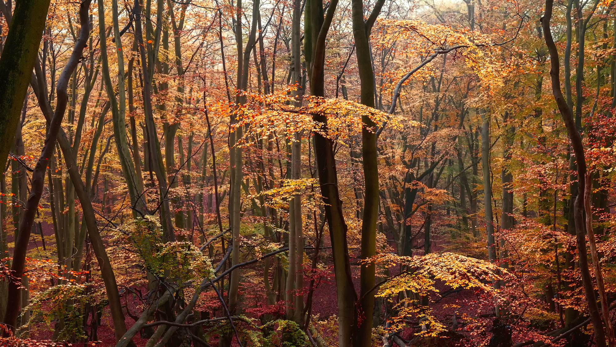 yellow leaves, forest, crimson, autumn, 1080P, HD Wallpaper