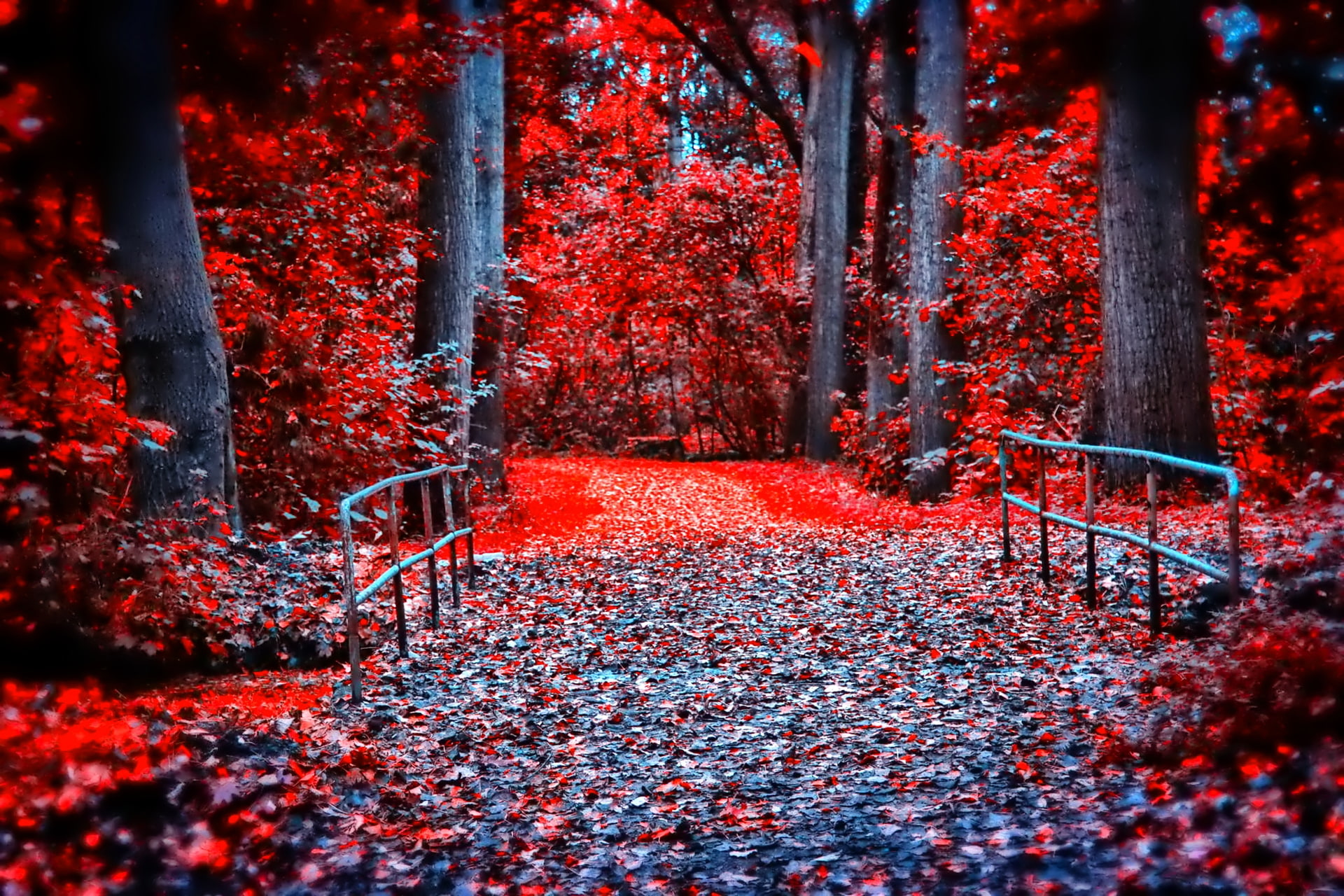 paint, Park, bridge, trees, forest, leaves, the crimson, 1080P, autumn, HD Wallpaper