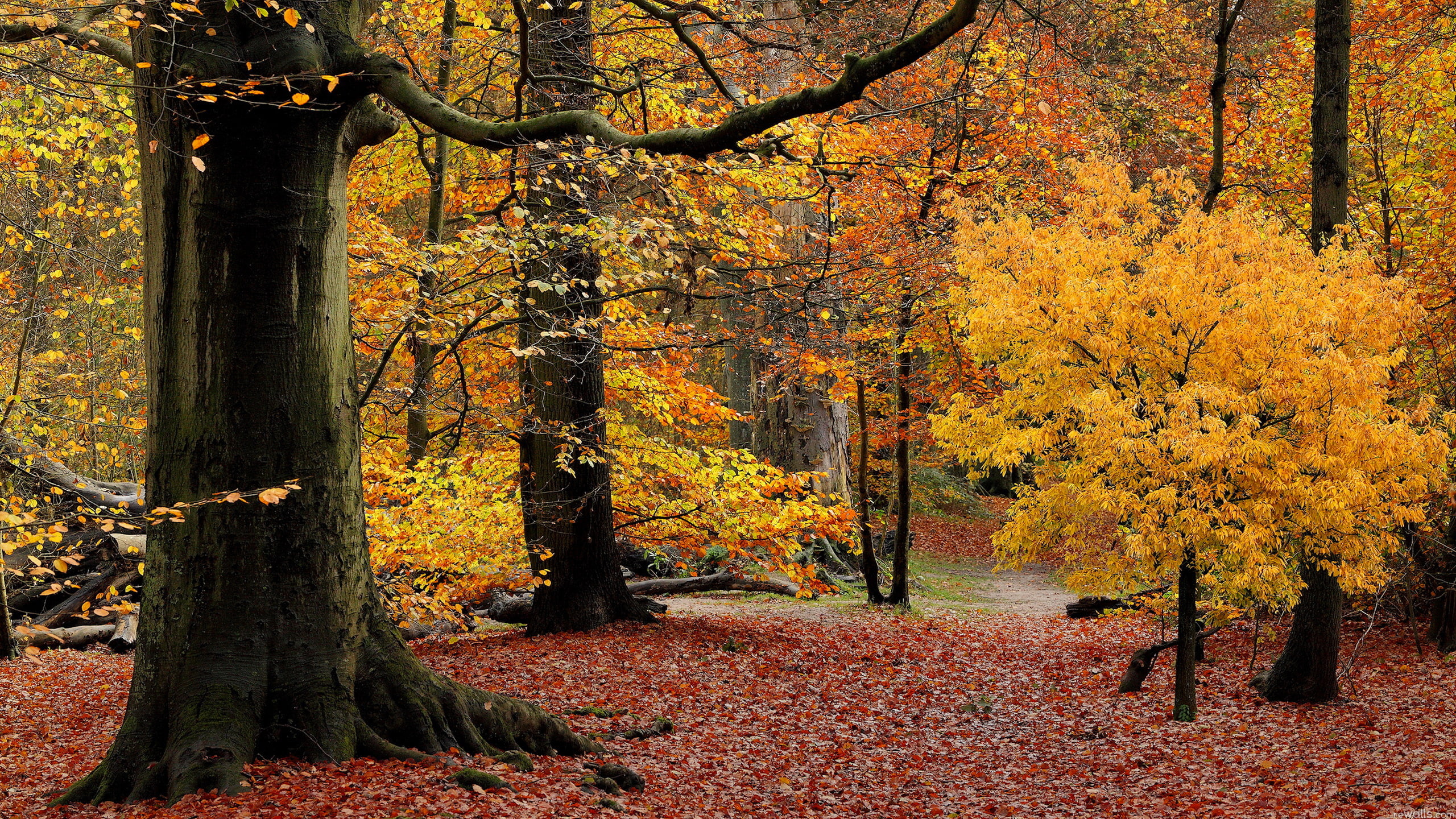 leaves, 2K, the crimson, trees, Park, autumn, forest, HD Wallpaper