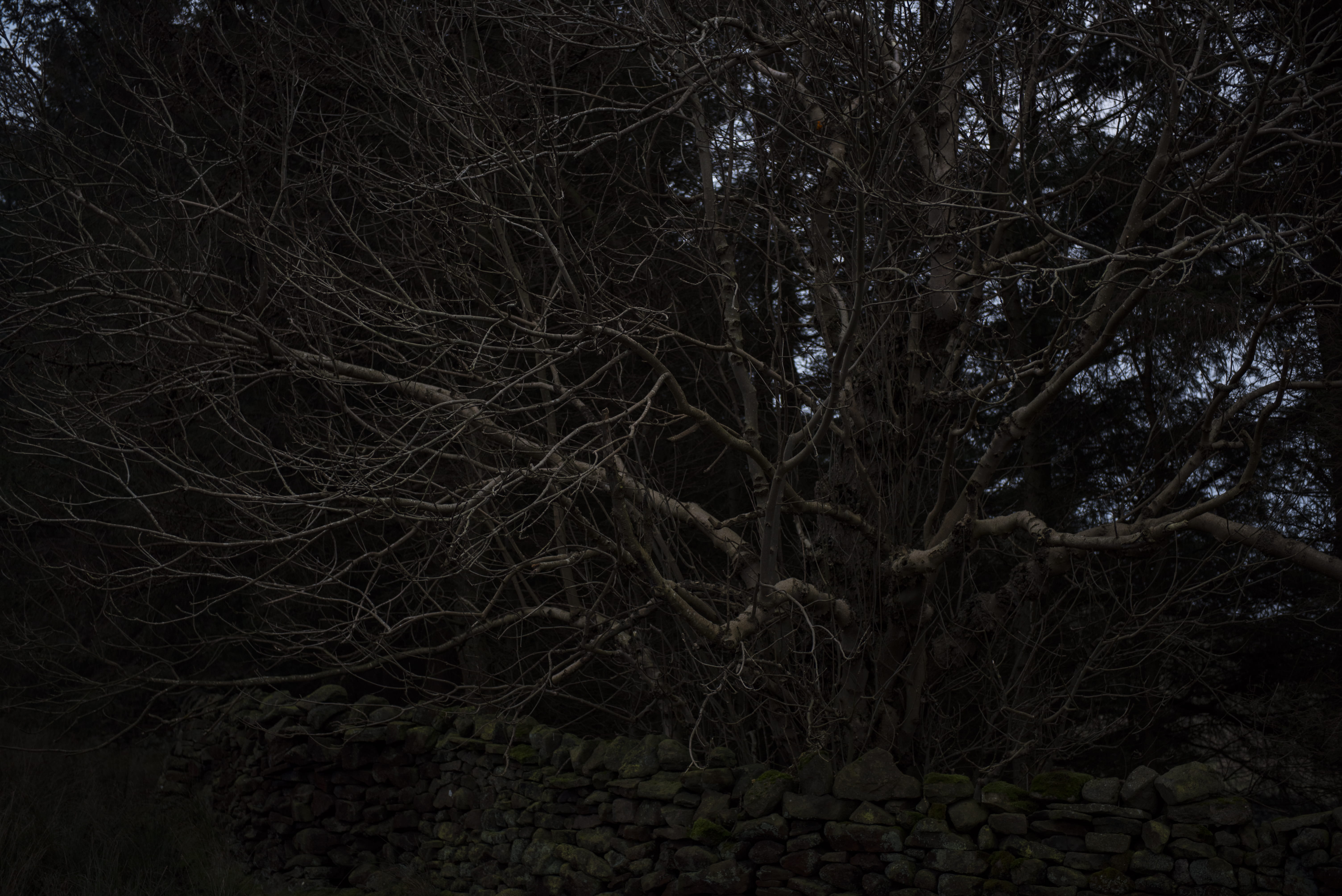 nature, mood, bare tree, january, forest, tranquility, beauty in nature, 5K, scenics - nature, tree, non-urban scene, sky, plant, trunk, woodland, dark, HD Wallpaper