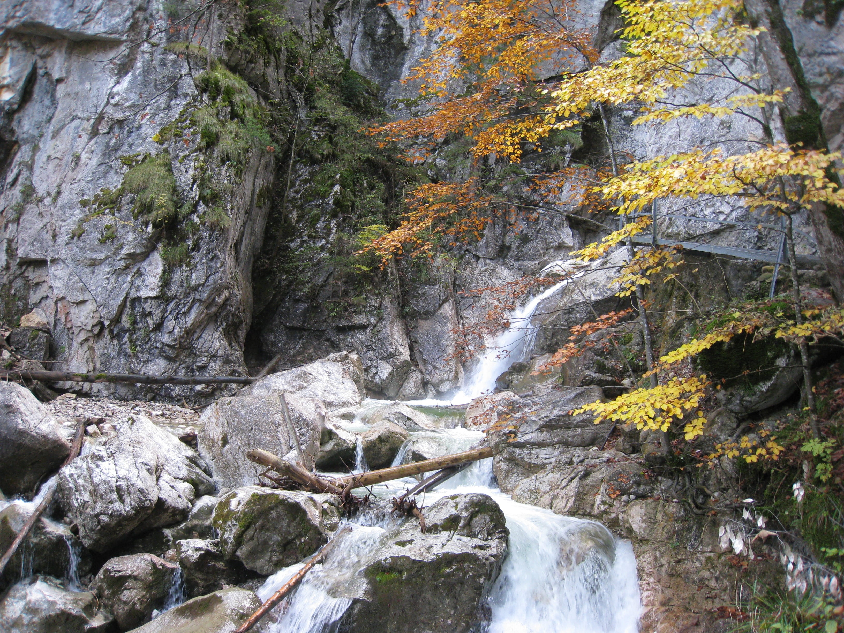 flowing water, füssen, plant, no people, leaves, 2K, rock, autumn, outdoors, beauty in nature, stream - flowing water, rock - object, green, poellatschlucht, HD Wallpaper